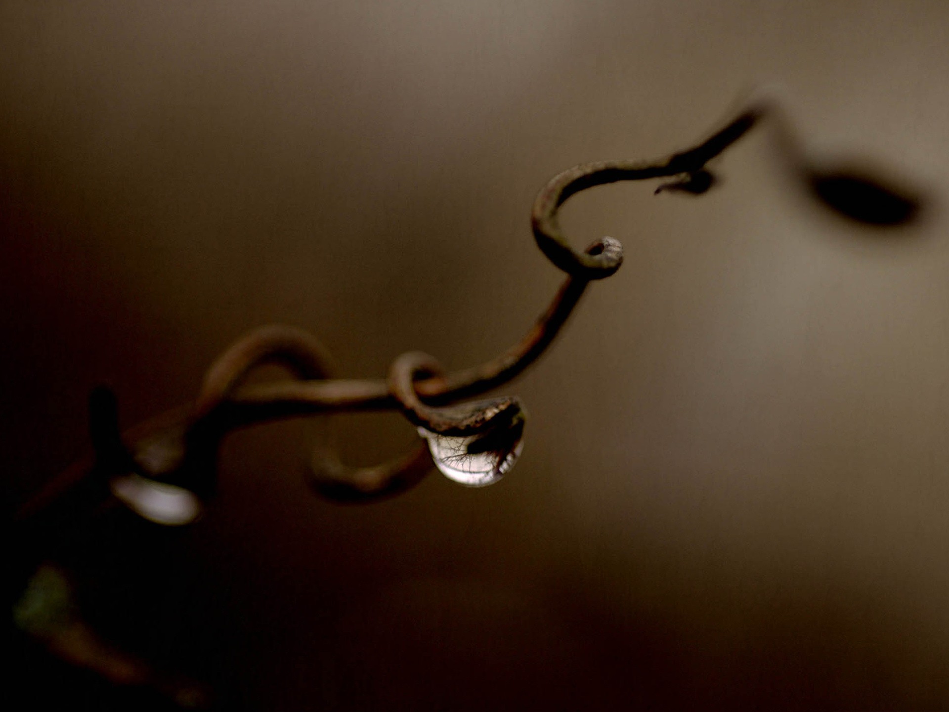 Free download wallpaper Water, Branch, Earth, Water Drop on your PC desktop