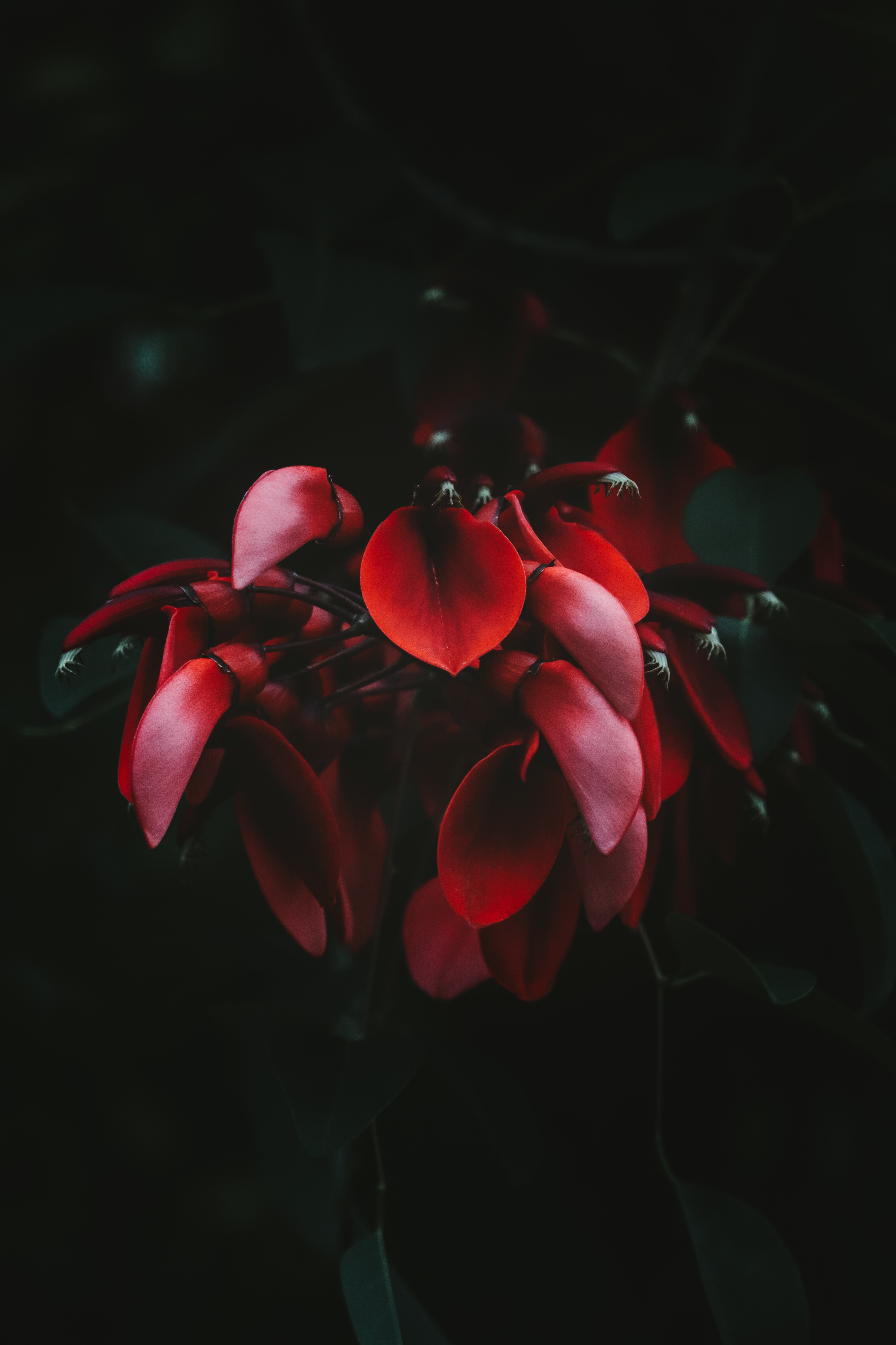 PCデスクトップに工場, 咲く, 赤い, 開花, 闇, 暗い, 植物, フラワーズ画像を無料でダウンロード