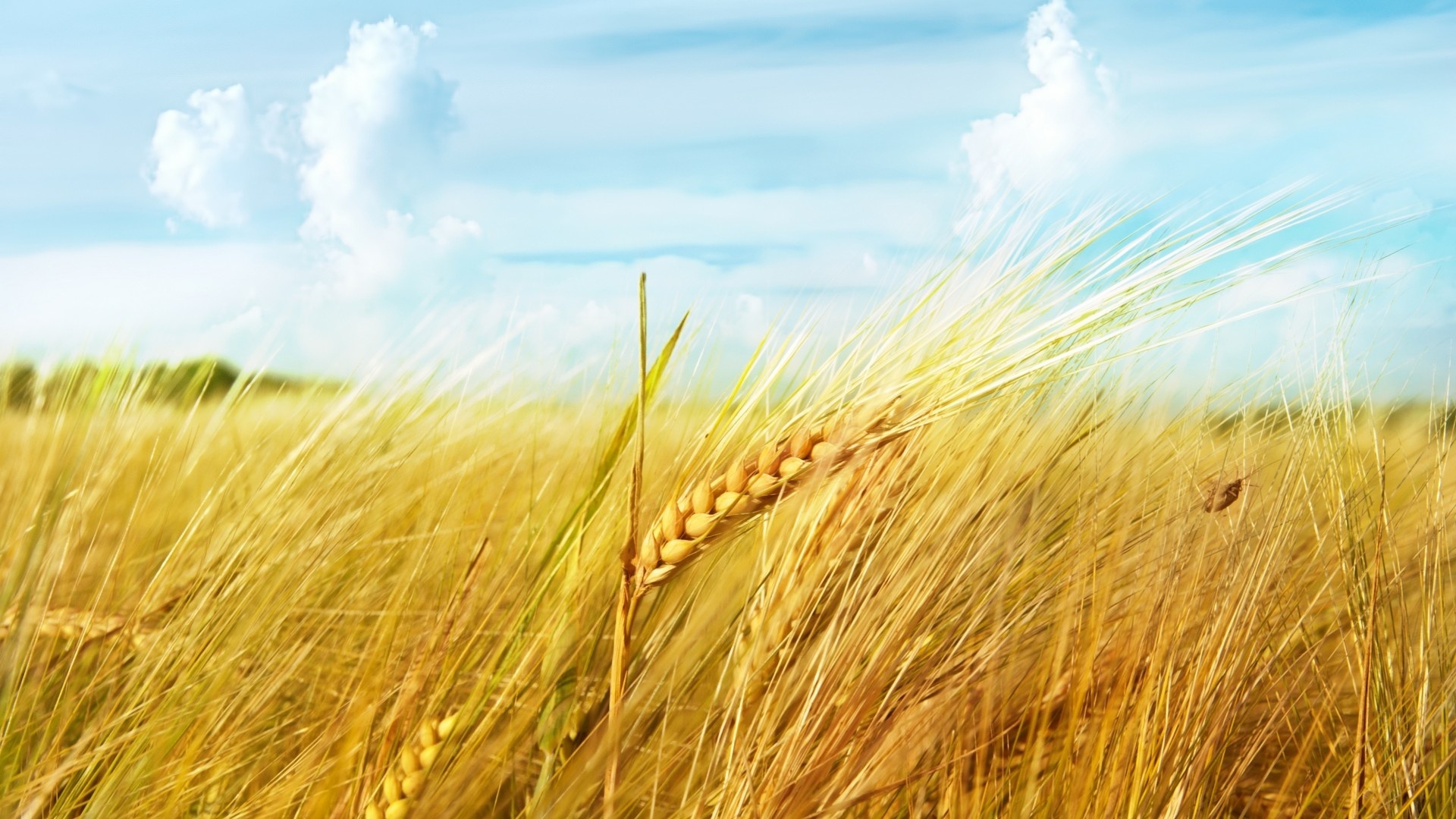 Free download wallpaper Wheat, Earth on your PC desktop