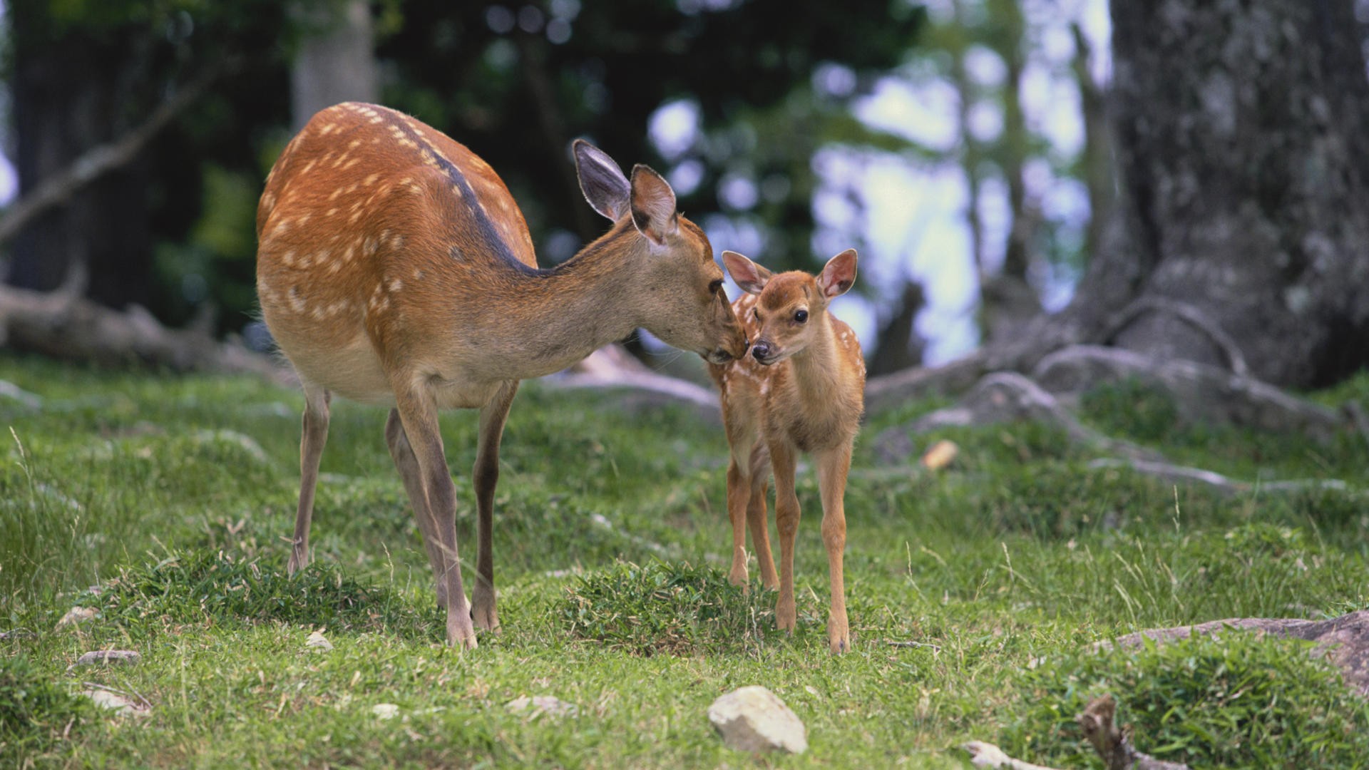 Laden Sie das Tiere, Hirsch-Bild kostenlos auf Ihren PC-Desktop herunter