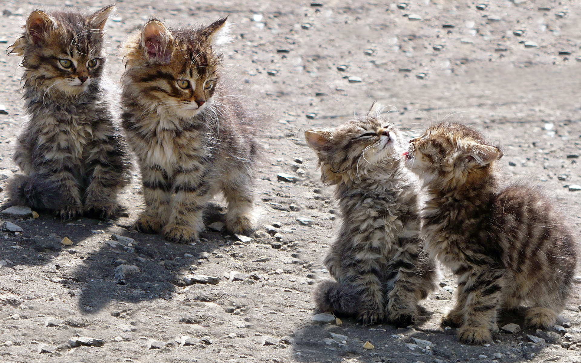 Baixar papel de parede para celular de Animais, Gatos, Gato gratuito.