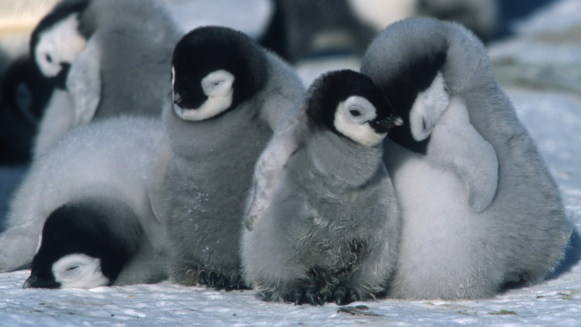 820136 Bildschirmschoner und Hintergrundbilder Marsch Der Pinguine auf Ihrem Telefon. Laden Sie  Bilder kostenlos herunter
