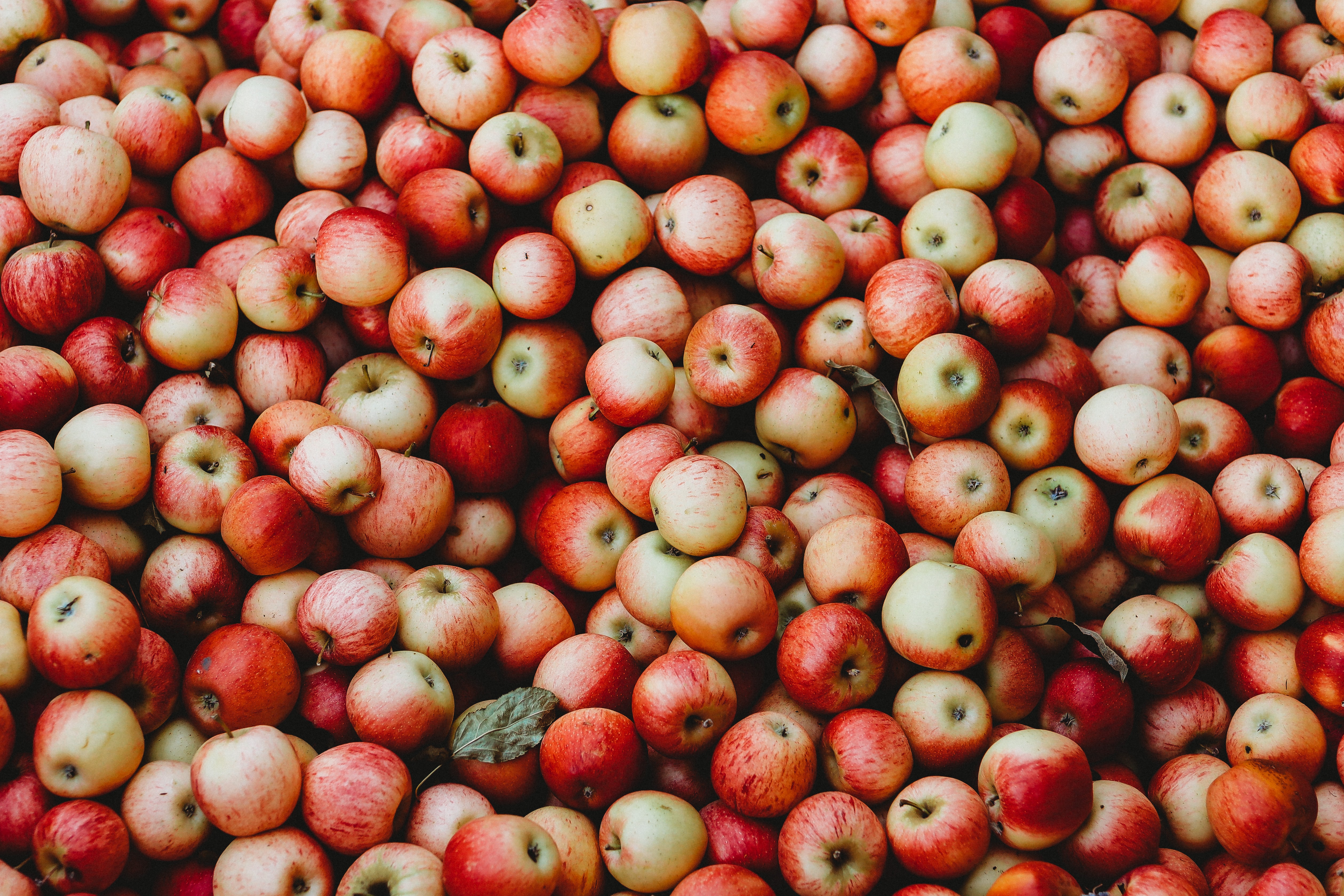 Завантажити шпалери безкоштовно Яблука, Їжа, Сад, Фрукти, Урожай картинка на робочий стіл ПК