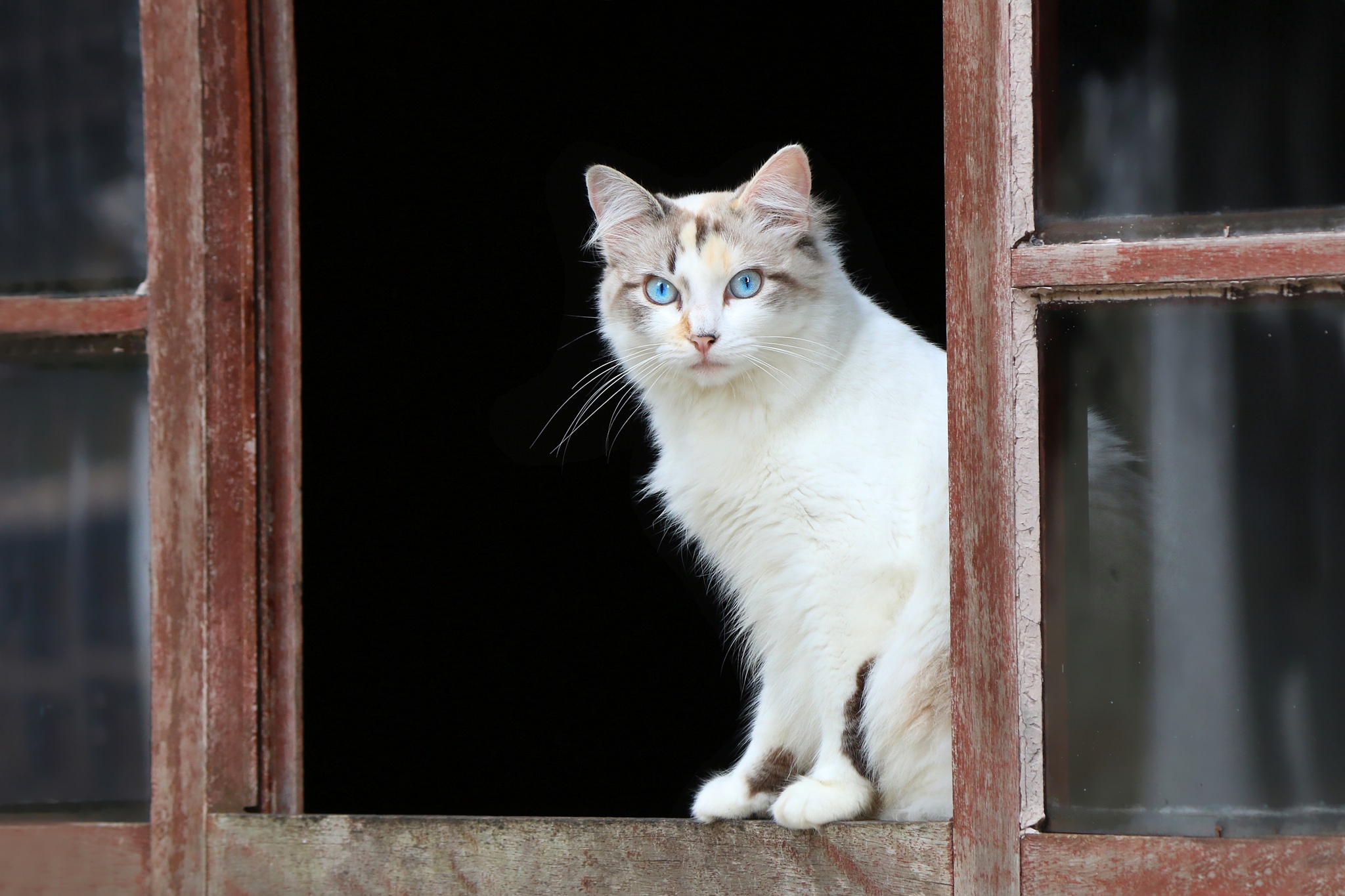 Handy-Wallpaper Tiere, Katzen, Katze, Blaue Augen kostenlos herunterladen.