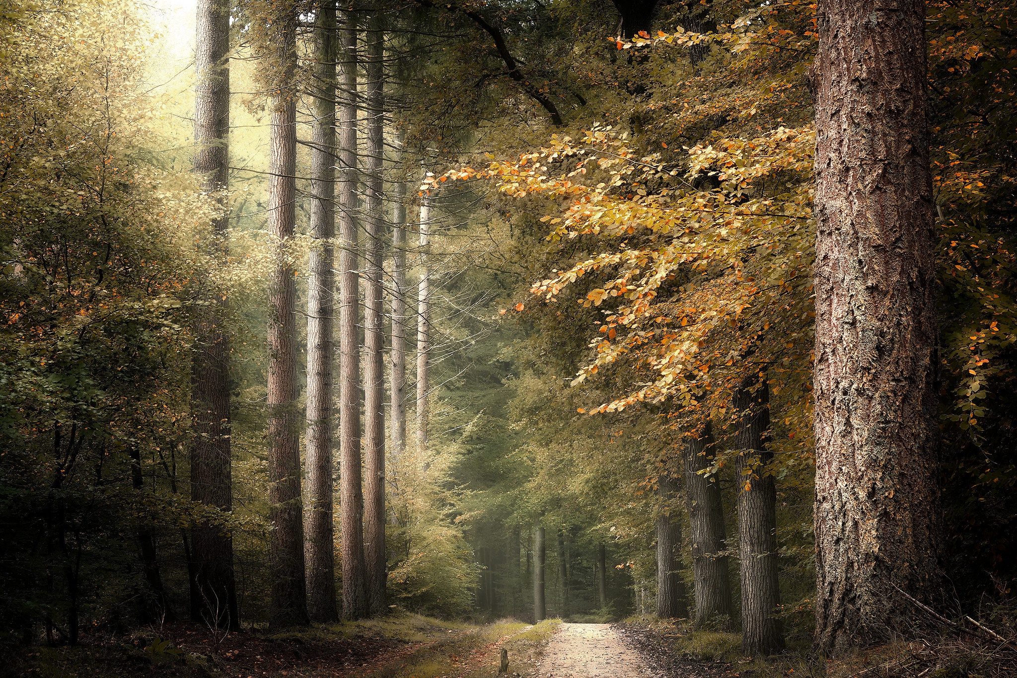 Handy-Wallpaper Natur, Herbst, Wald, Pfad, Menschengemacht kostenlos herunterladen.