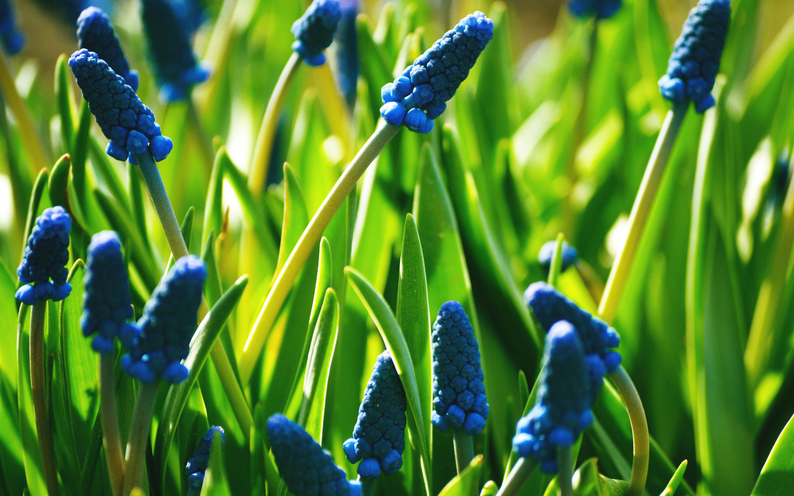 Laden Sie das Blumen, Blume, Nahansicht, Erde/natur, Planze, Blaue Blume-Bild kostenlos auf Ihren PC-Desktop herunter