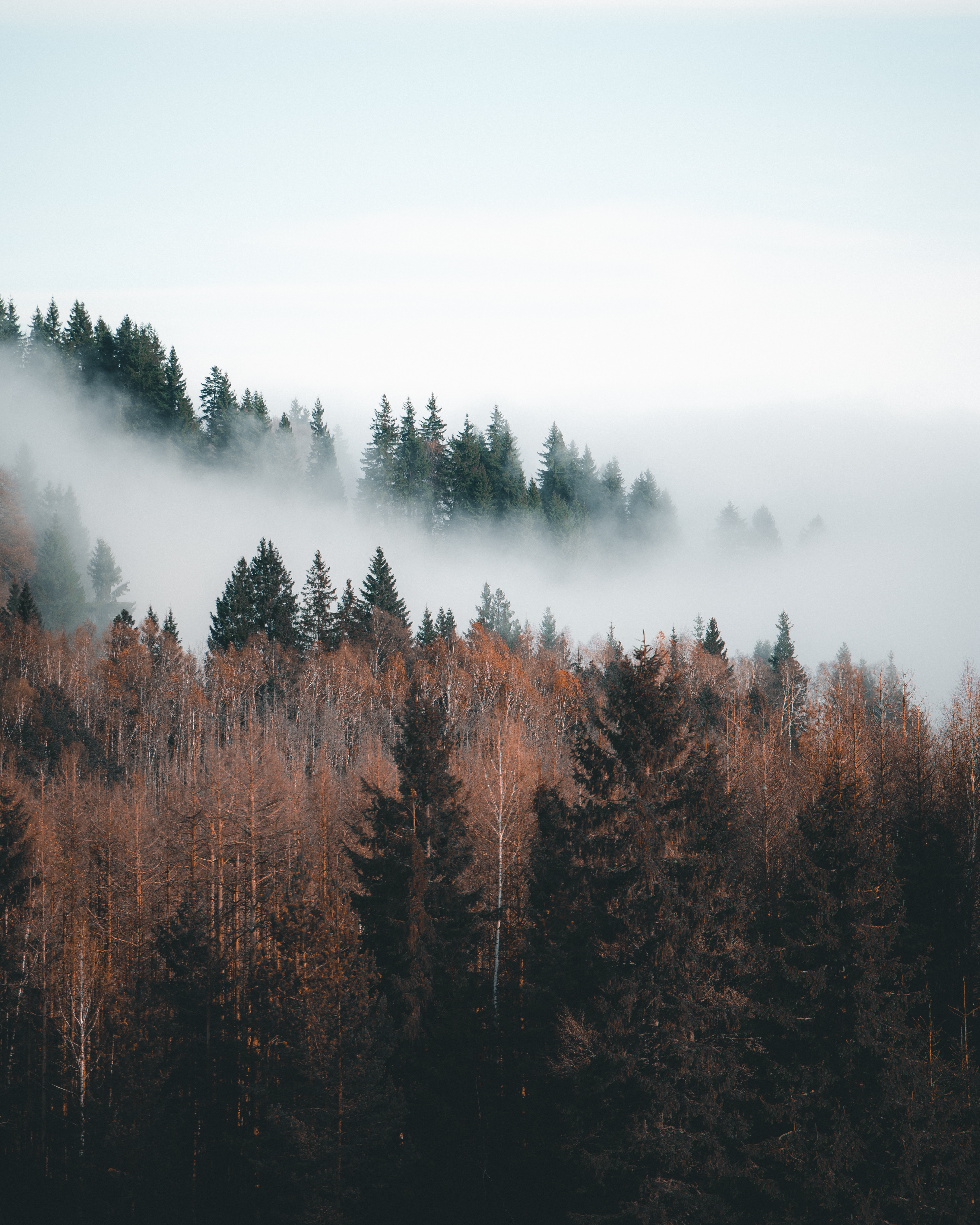 Download mobile wallpaper Forest, Fog, Clouds, Trees, Landscape, Nature for free.