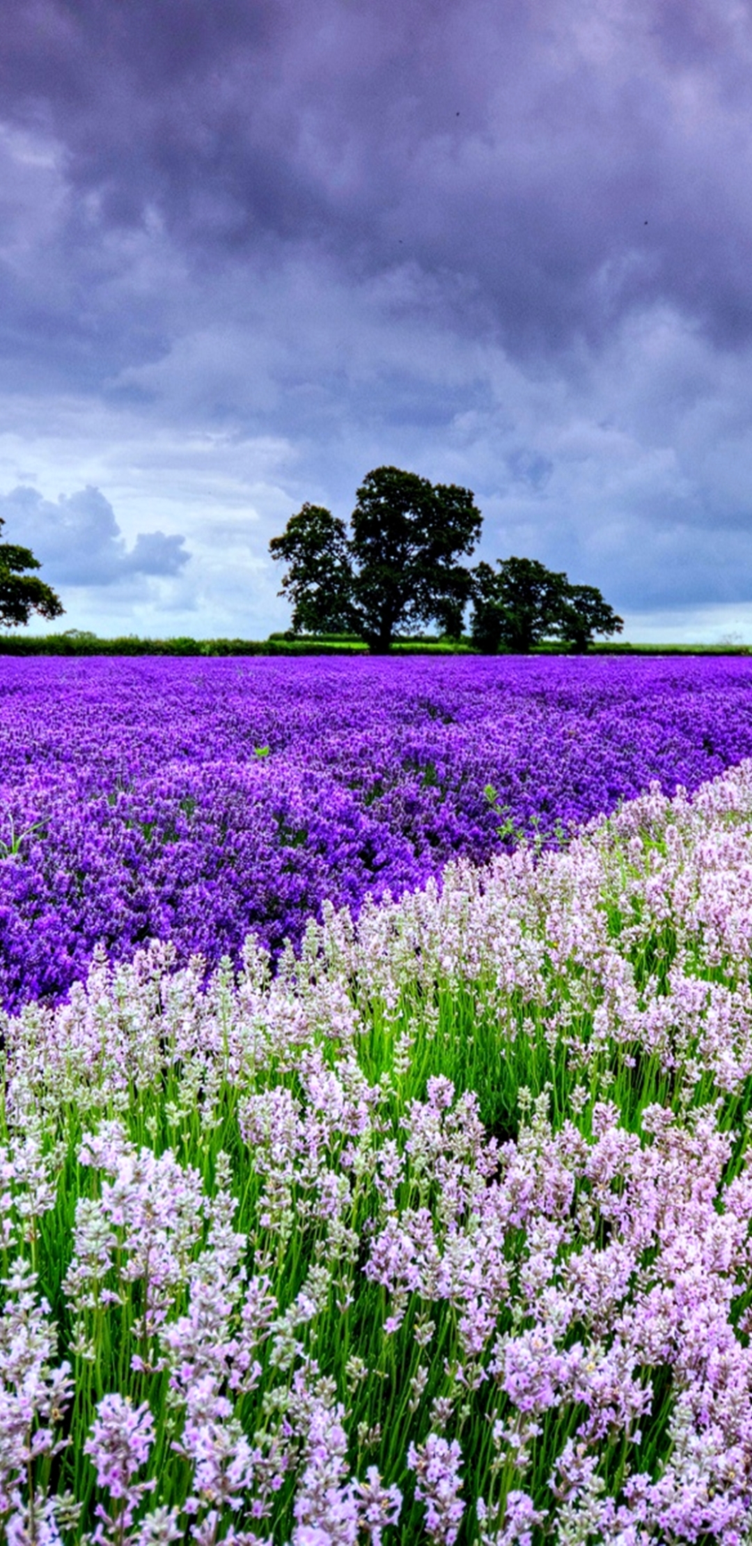 Download mobile wallpaper Landscape, Nature, Flowers, Flower, Earth, Field, Spring, Lavender for free.