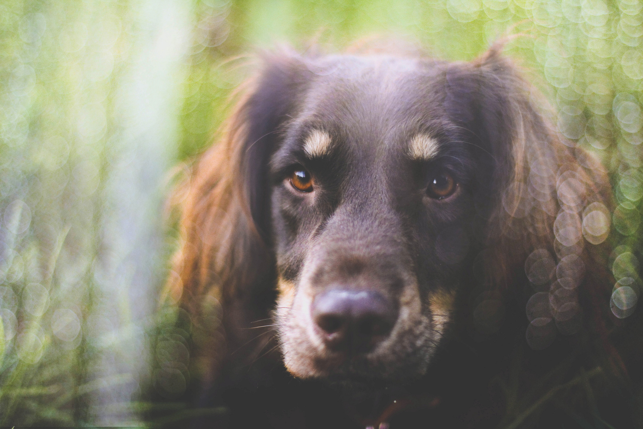 PCデスクトップに動物, 犬, ボケ, オーストラリアン シェパード画像を無料でダウンロード