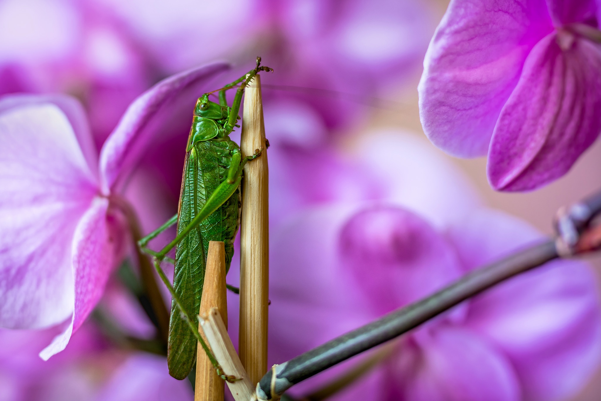 Descarga gratis la imagen Animales, Insecto, Saltamontes, Macrofotografía en el escritorio de tu PC