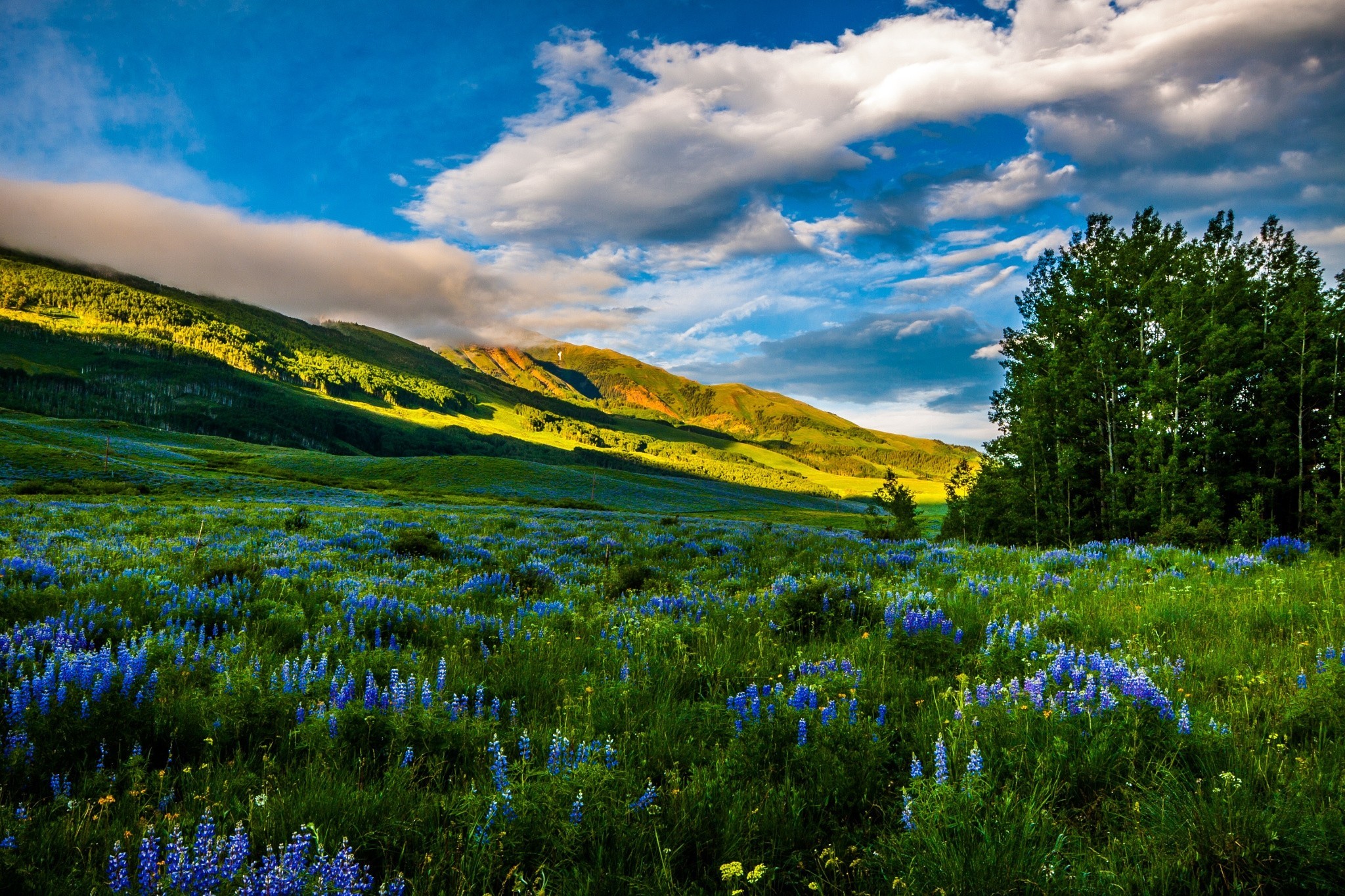740770壁紙のダウンロード地球, 風景, 青い花, コロラド, 花, 牧草地, 山, 自然, アメリカ合衆国-スクリーンセーバーと写真を無料で