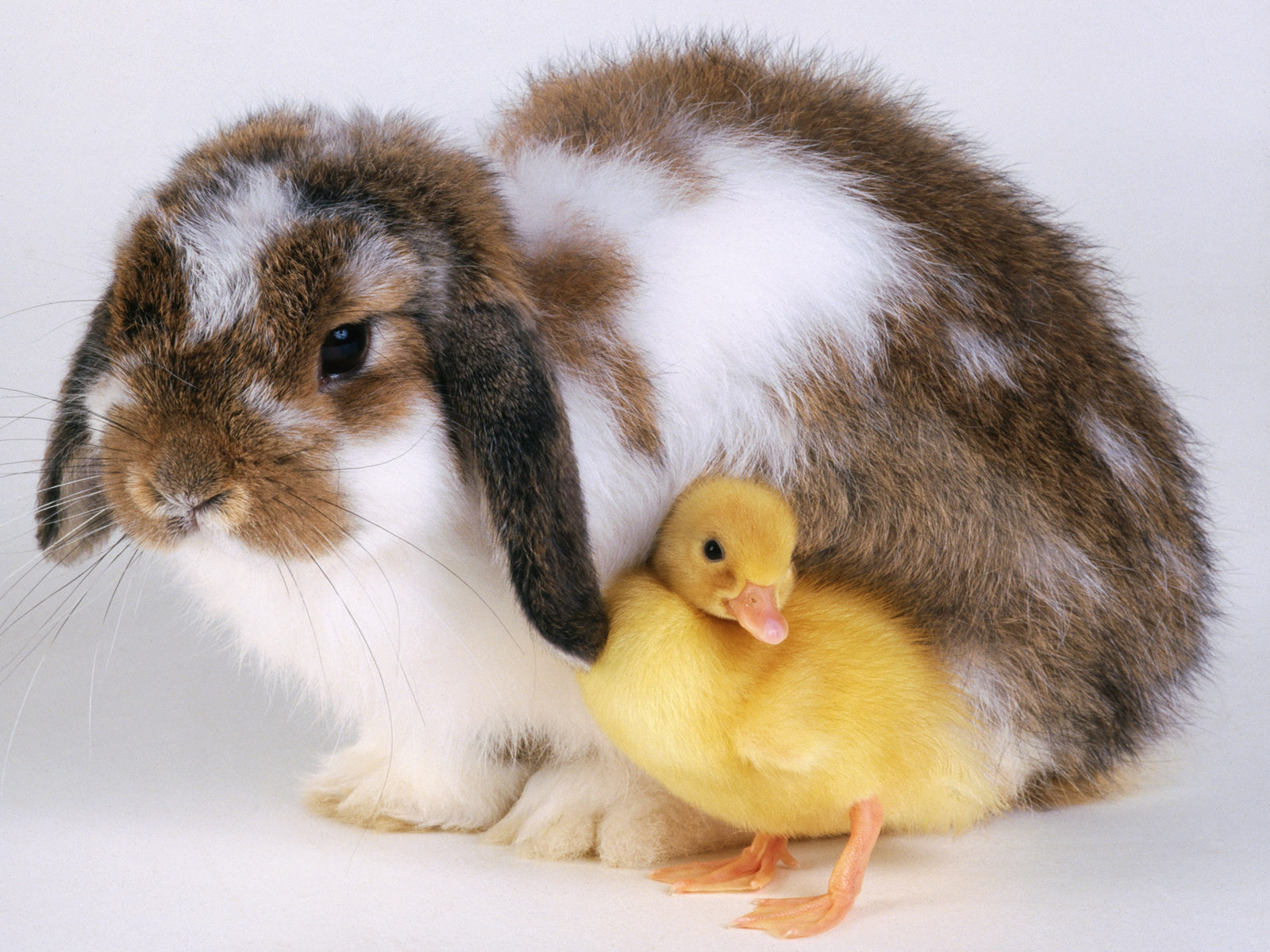Скачать обои бесплатно Животные, Кролики картинка на рабочий стол ПК