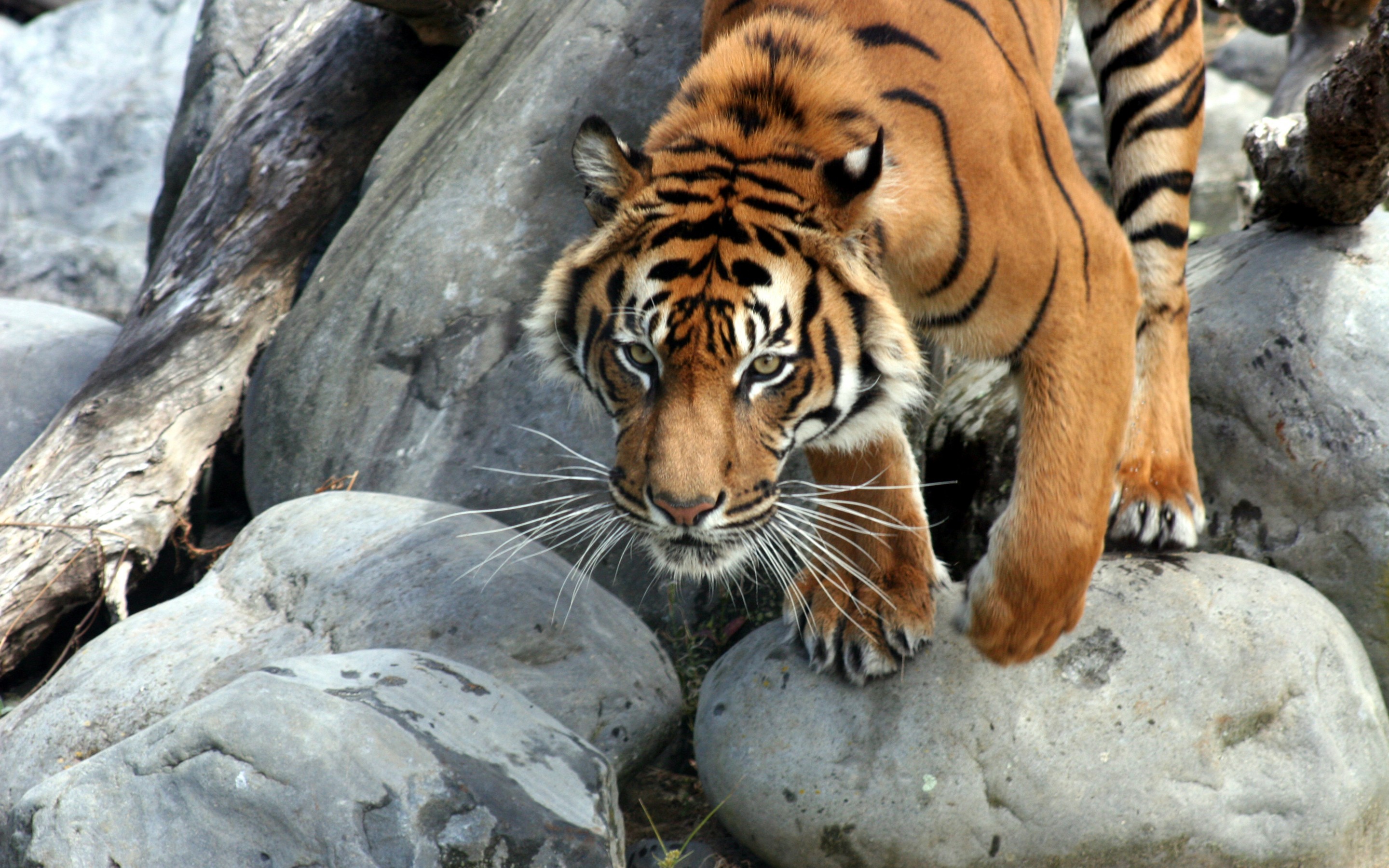 Téléchargez gratuitement l'image Chats, Animaux, Tigre sur le bureau de votre PC