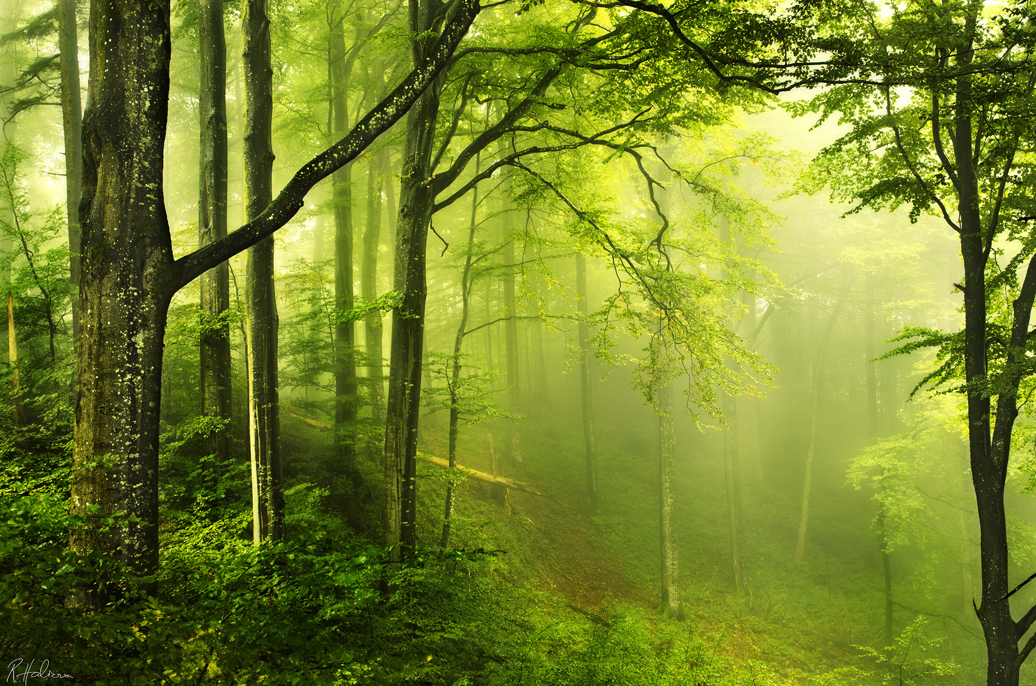 Скачать обои бесплатно Лес, Туман, Земля/природа картинка на рабочий стол ПК