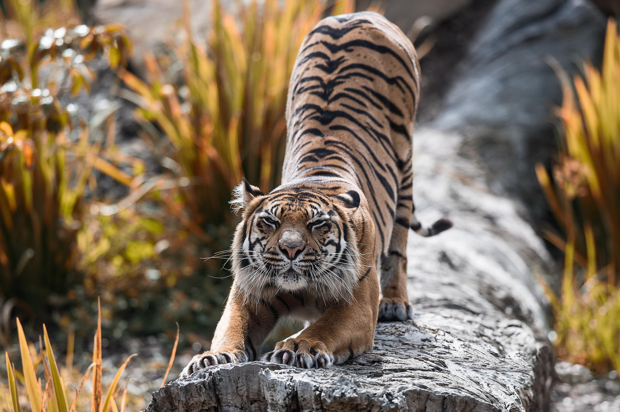 Baixar papel de parede para celular de Animais, Gatos, Tigre gratuito.