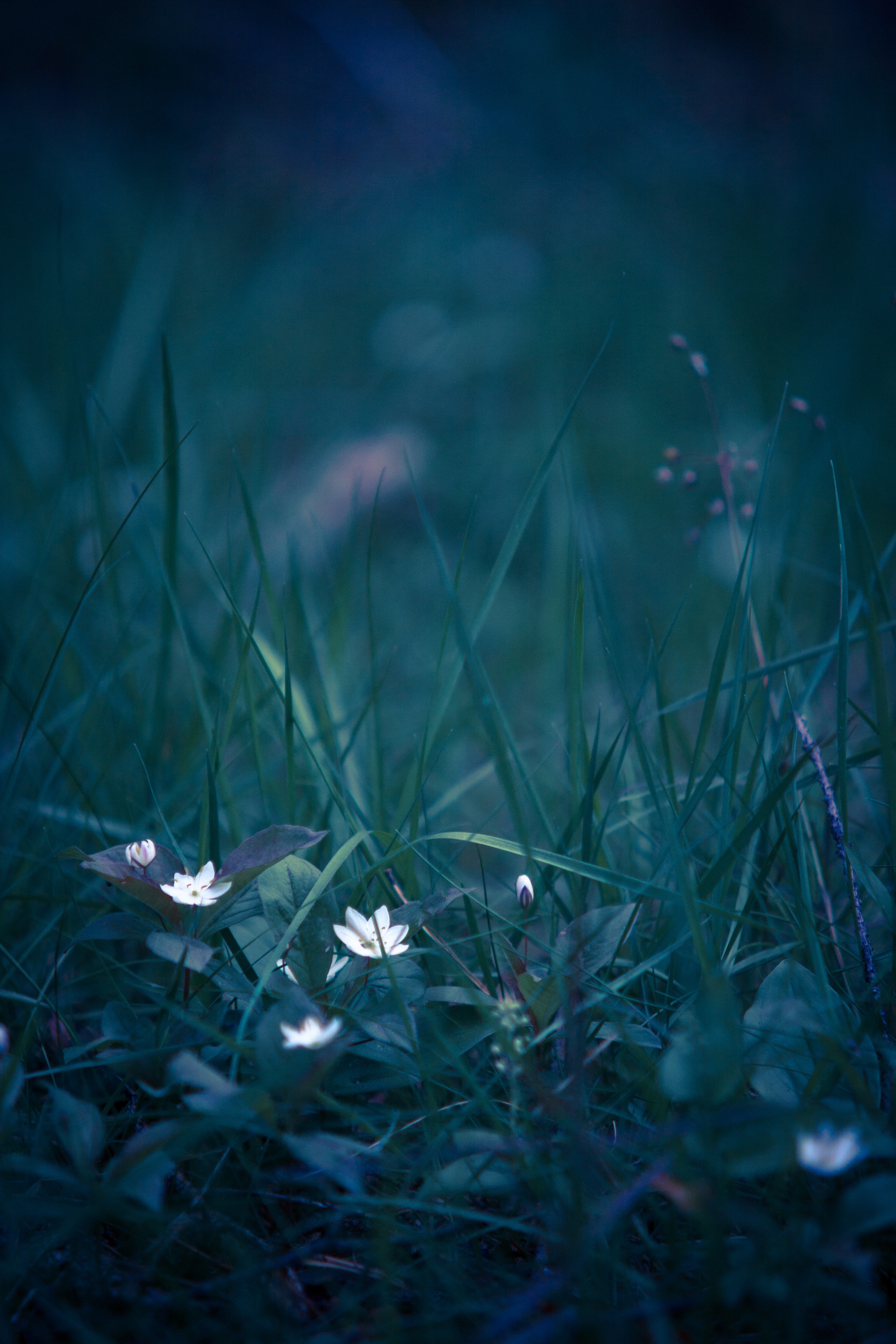 blur, field flower, flowers, grass, macro, smooth, wild flower UHD