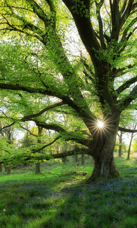 無料モバイル壁紙自然, 木, 森, 地球, 春をダウンロードします。