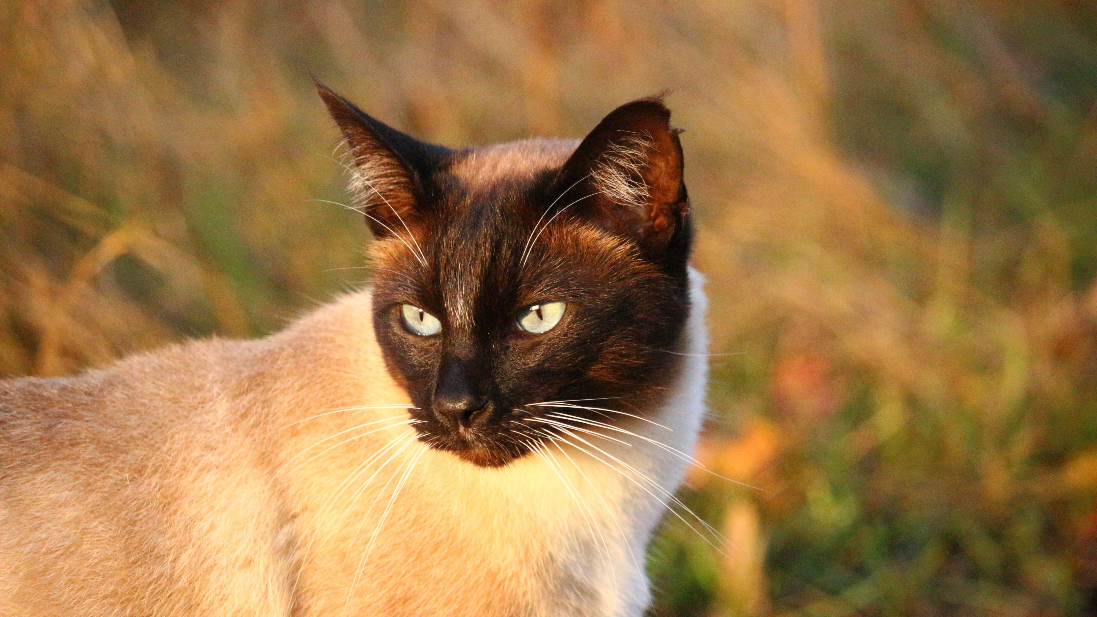 Descarga gratuita de fondo de pantalla para móvil de Animales, Gatos, Gato.