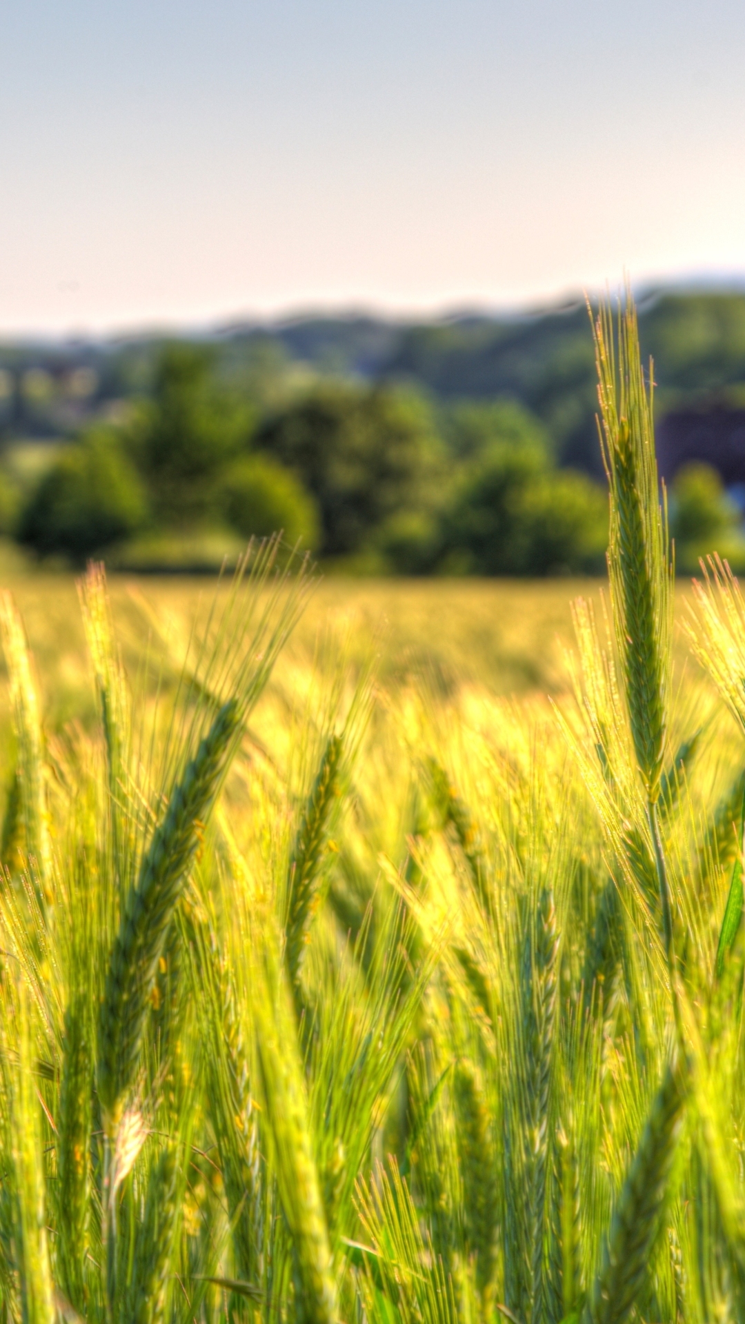 Download mobile wallpaper Nature, Summer, Wheat, Earth, Field, Depth Of Field for free.