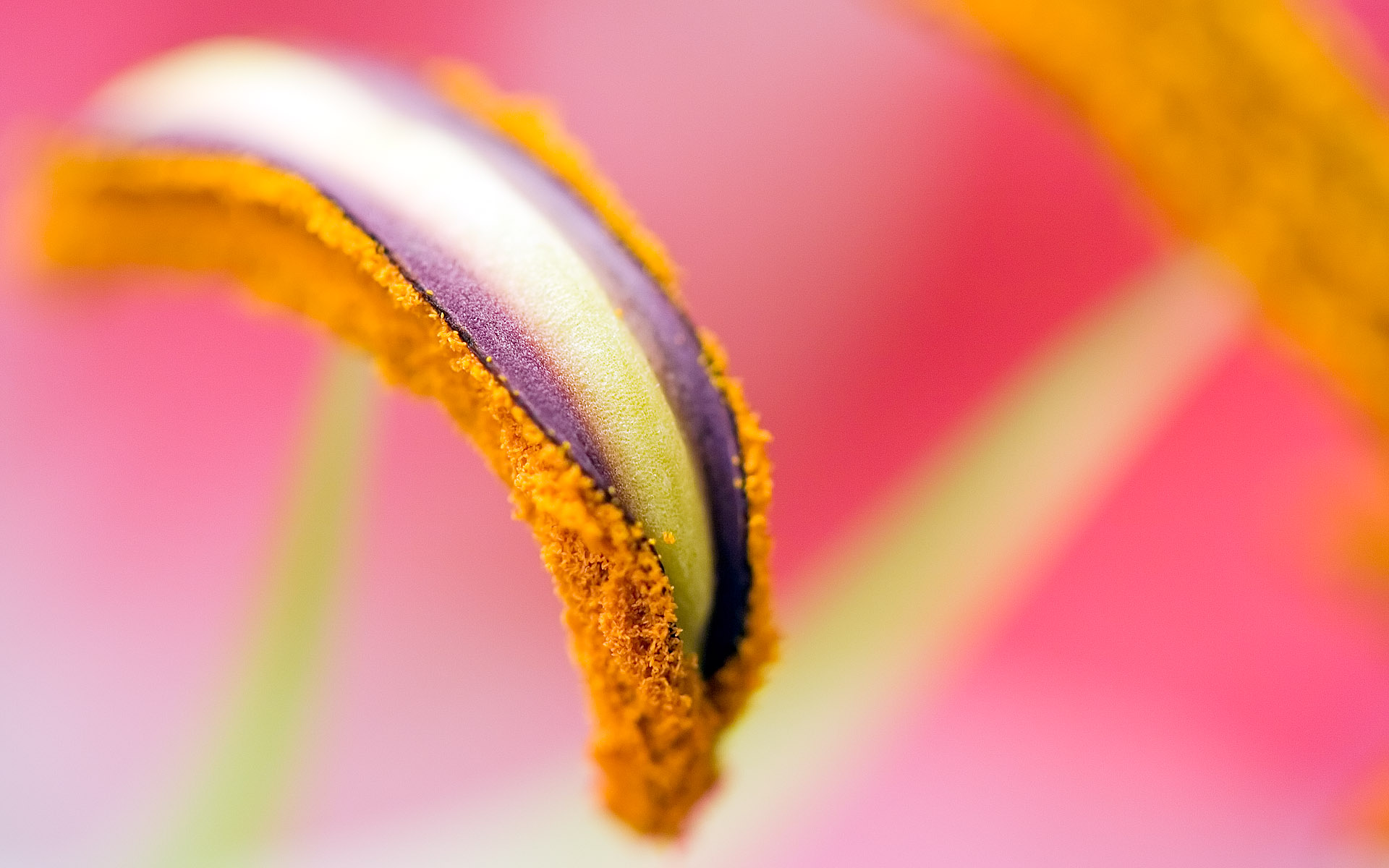 Téléchargez gratuitement l'image Fleurs, Fleur, Terre/nature sur le bureau de votre PC