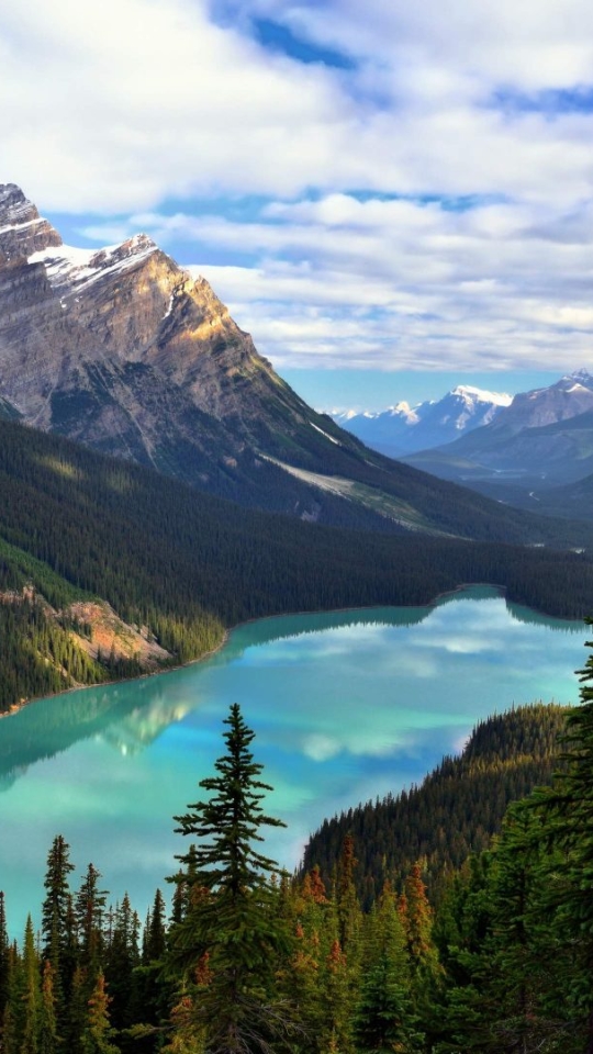 Скачать картинку Озера, Гора, Озеро, Канада, Лес, Дерево, Земля, Бирюзовый, Земля/природа, Озеро Пейто в телефон бесплатно.
