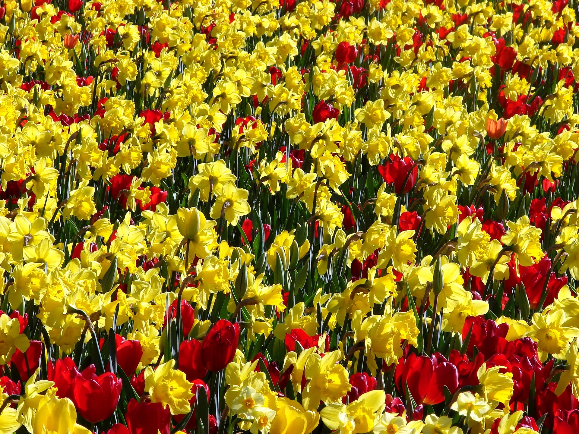 88889 Bild herunterladen tulpen, blumen, narzissen, hell, positiv, sonnig, sonnigen - Hintergrundbilder und Bildschirmschoner kostenlos