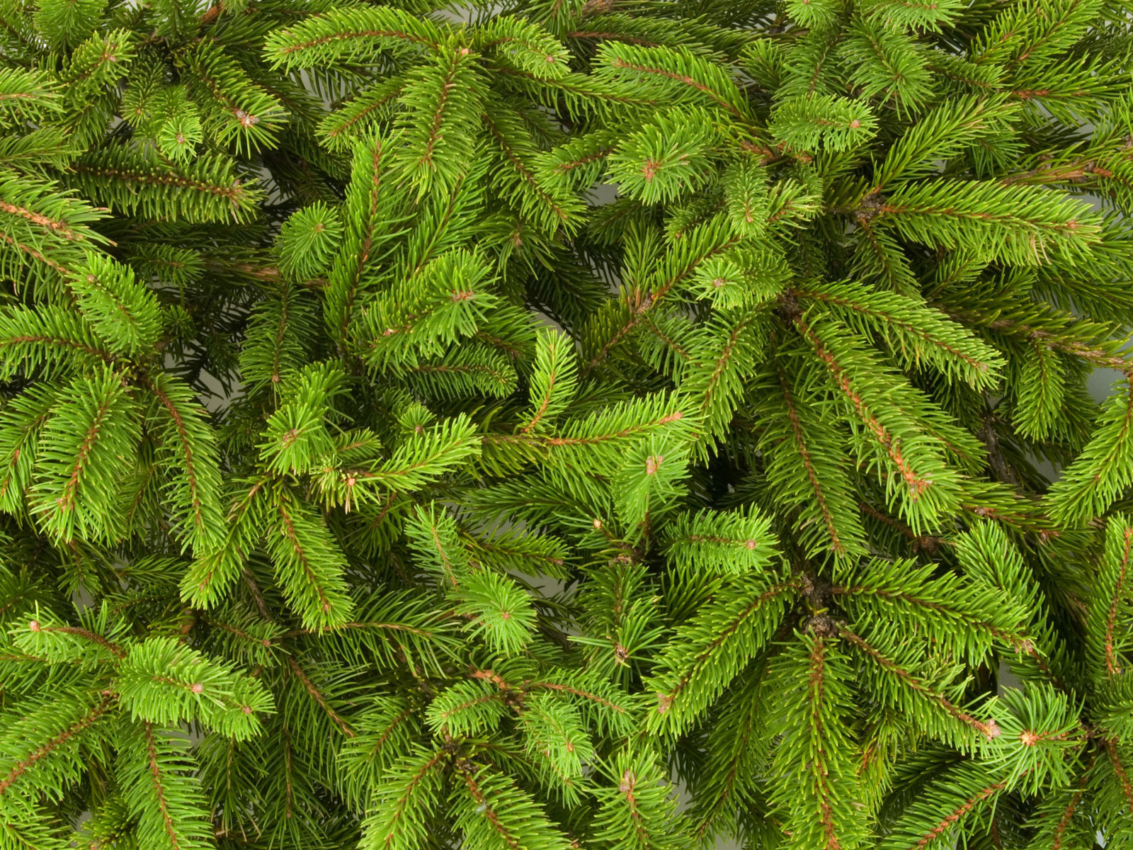 Free download wallpaper Plants, Fir Trees, Background on your PC desktop