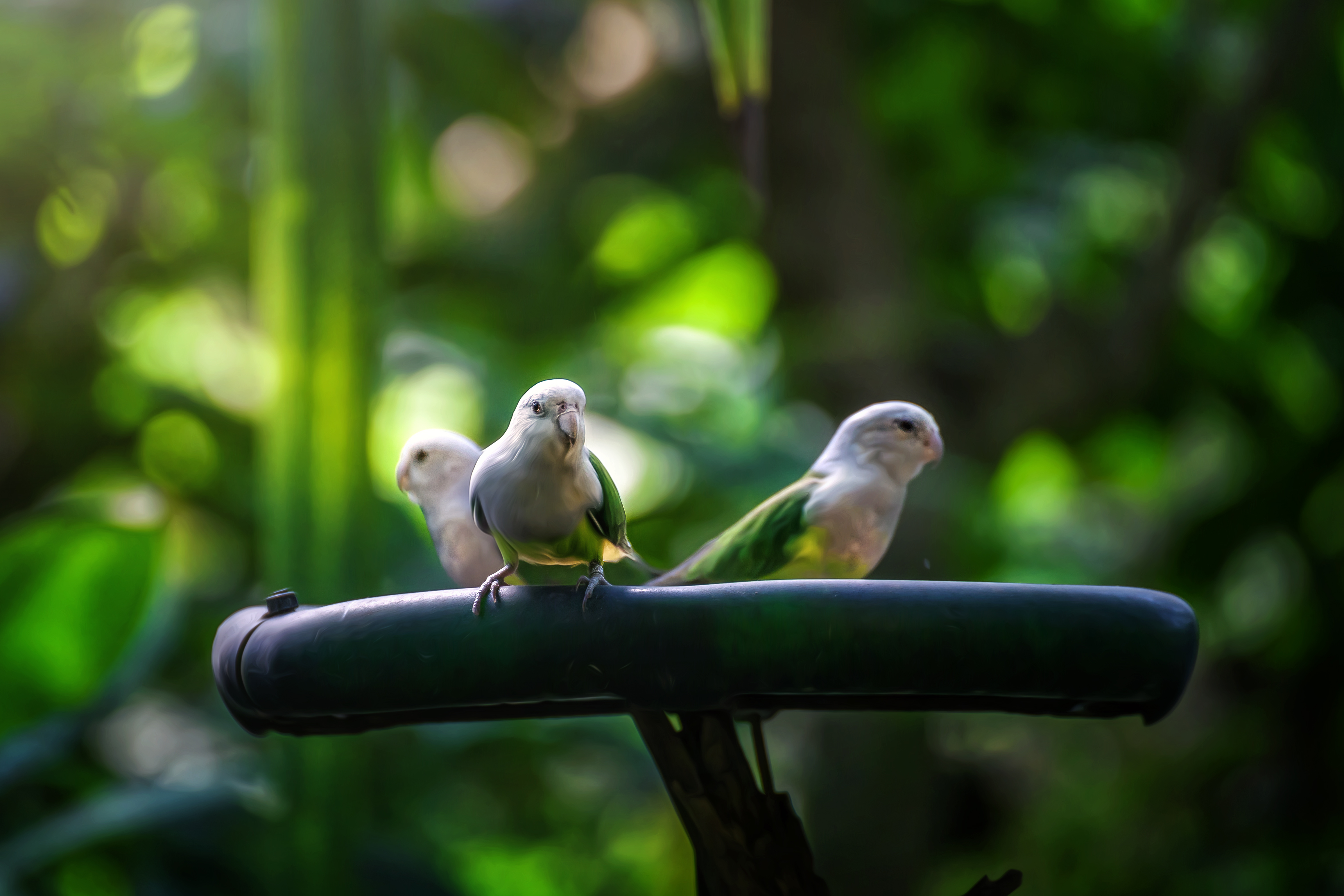 Download mobile wallpaper Birds, Bird, Animal, Bokeh, Budgerigar for free.