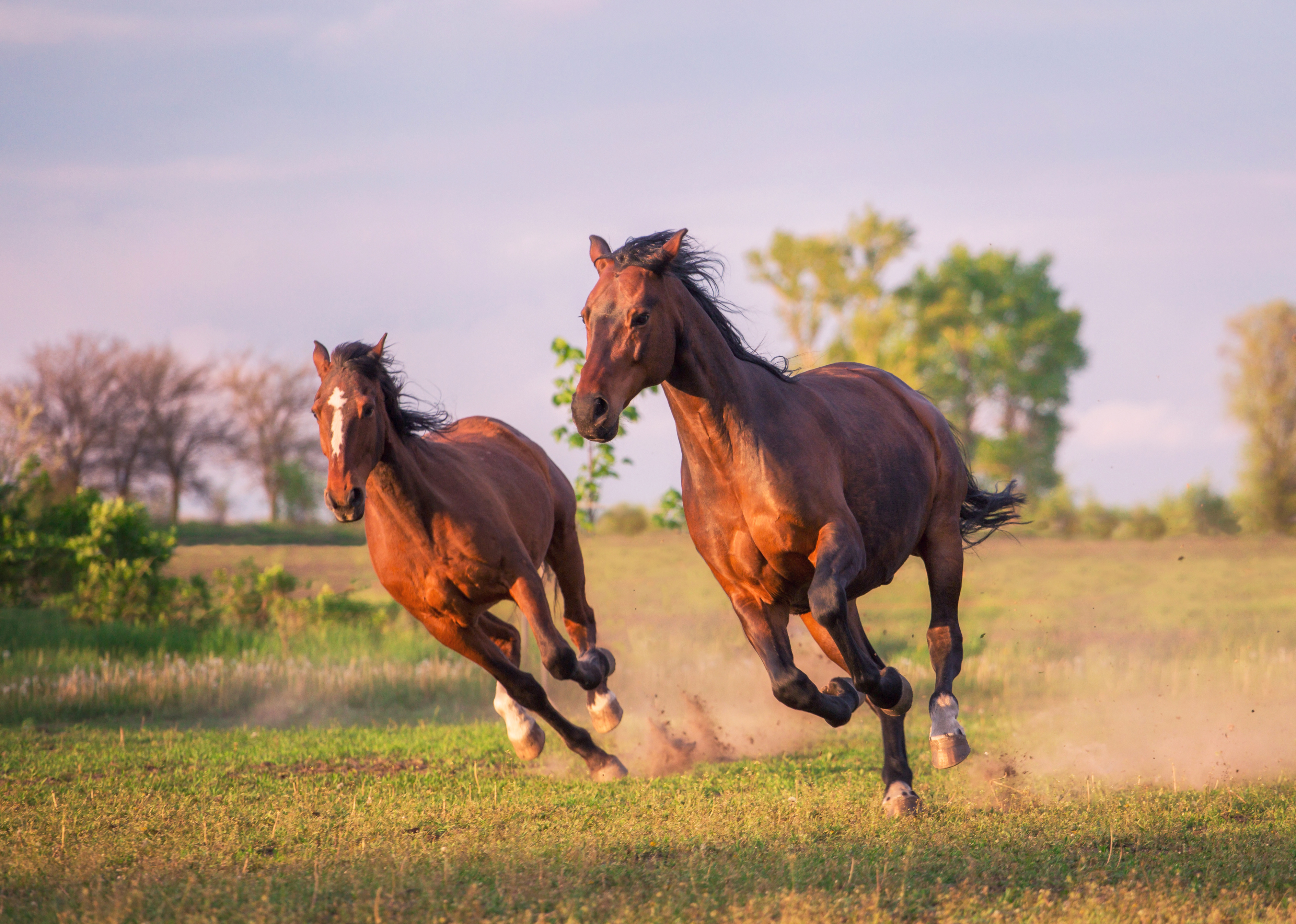 Download mobile wallpaper Animal, Horse for free.