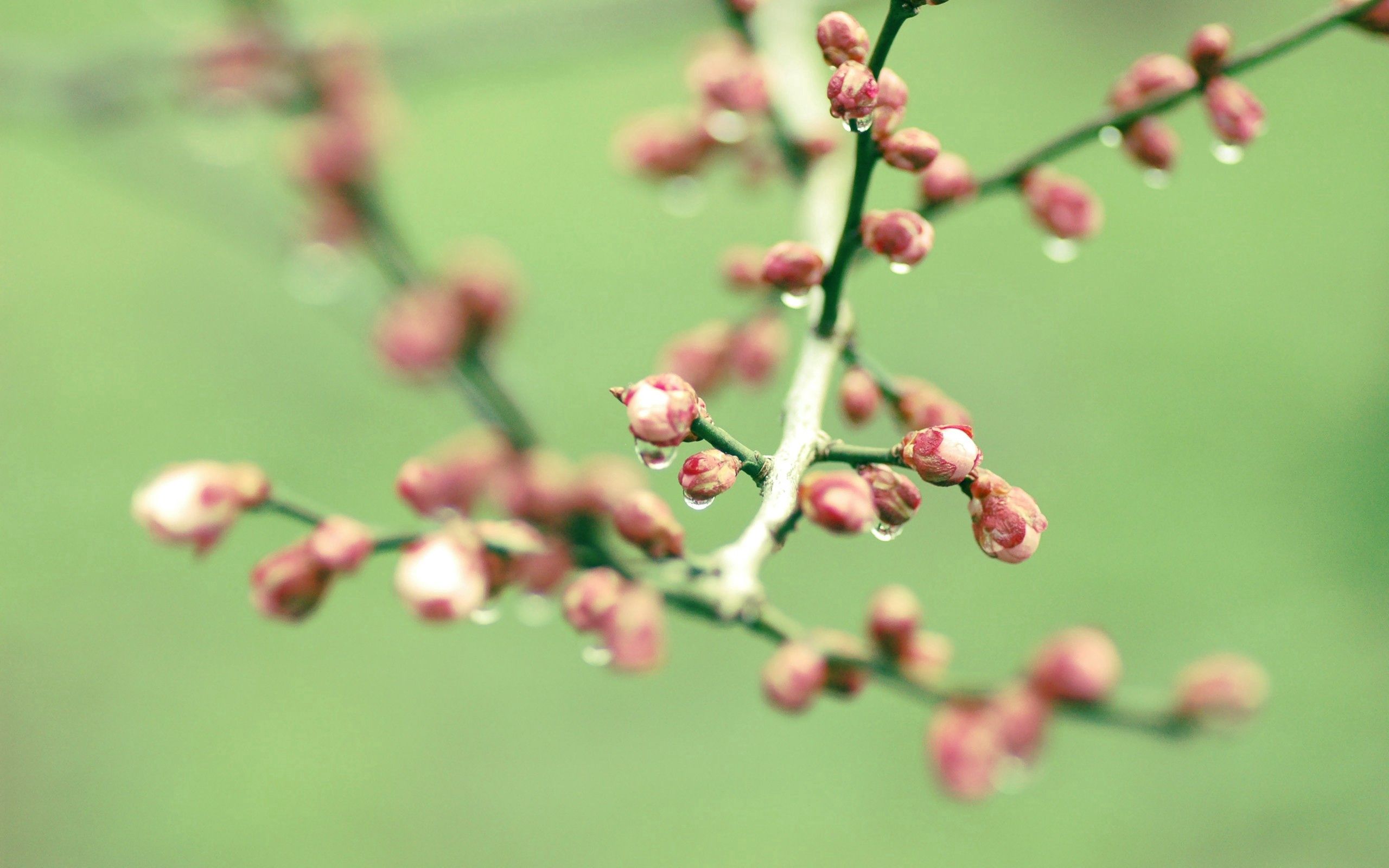 Download mobile wallpaper Branch, Macro, Plant, Drops for free.