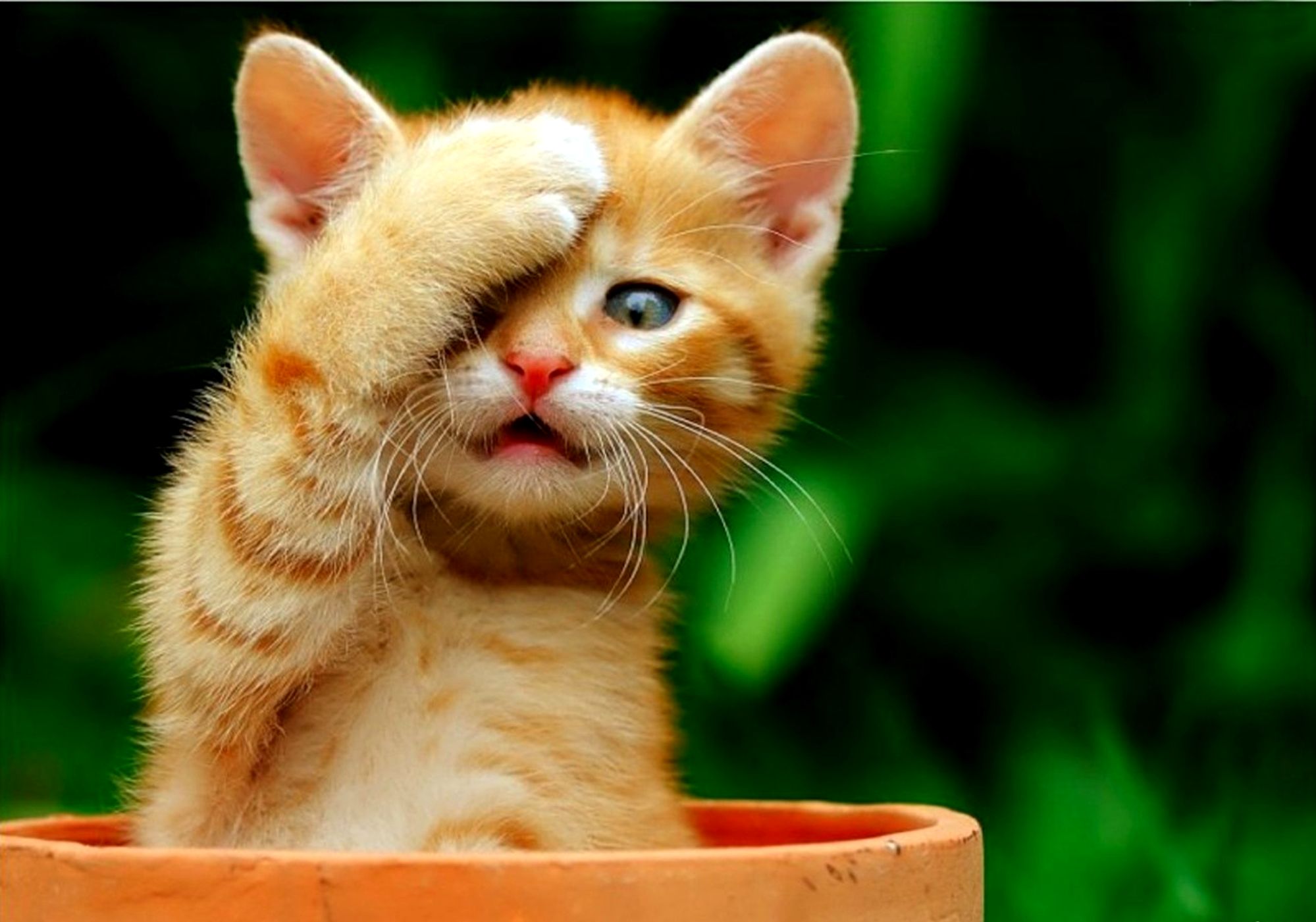 Free download wallpaper Cats, Cat, Kitten, Animal, Cute, Baby Animal on your PC desktop