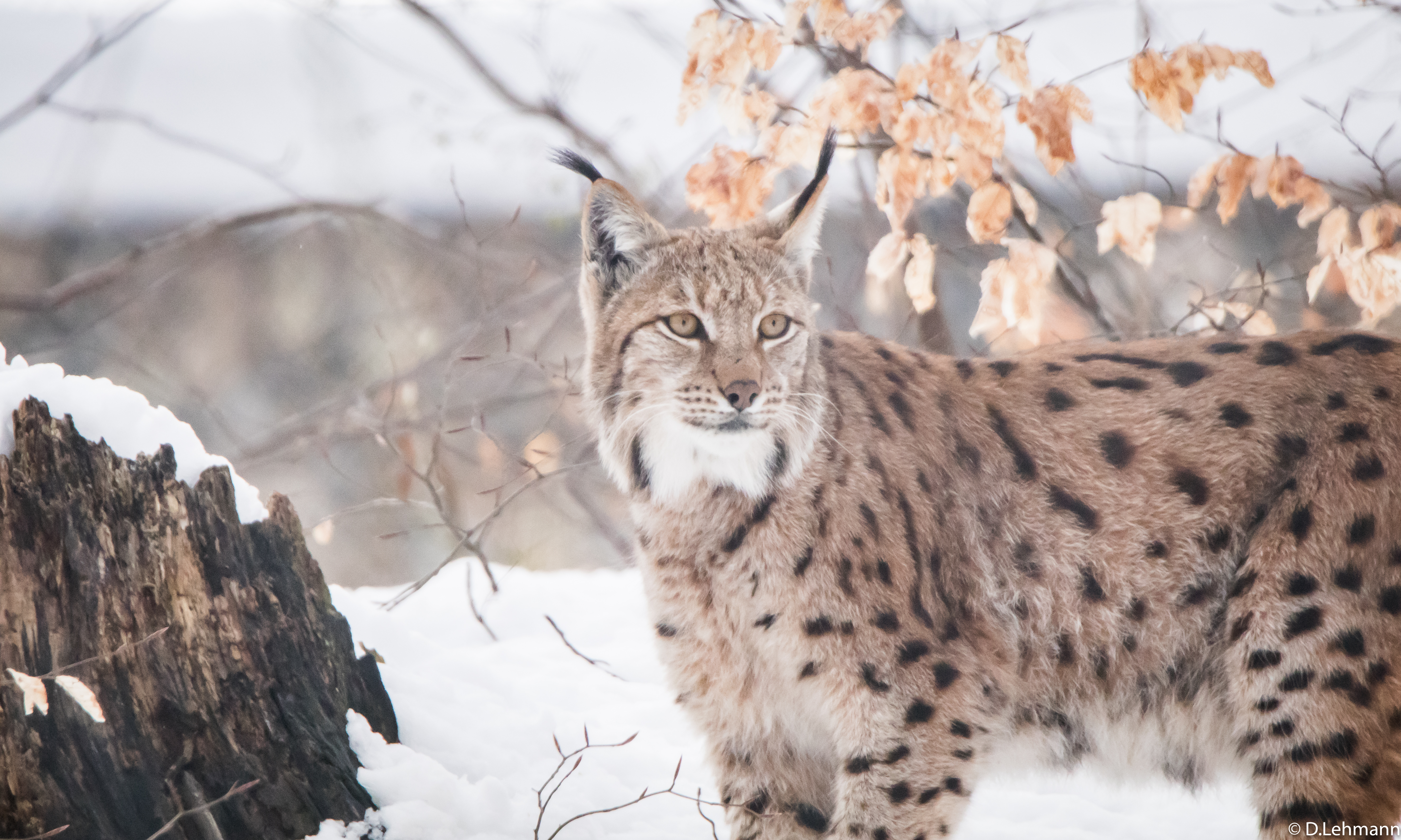 Descarga gratuita de fondo de pantalla para móvil de Animales, Gatos, Lince.