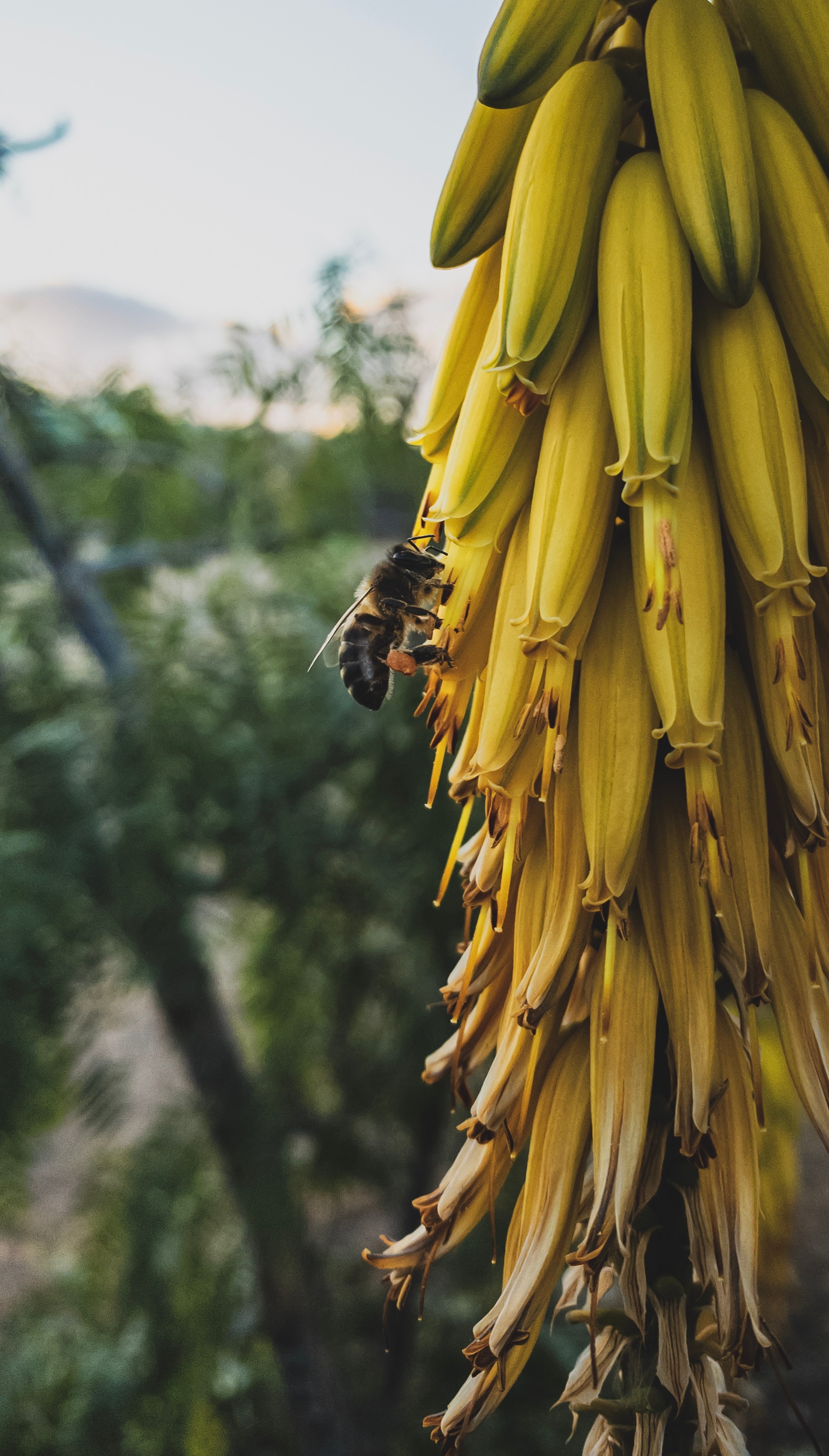 114226 descargar fondo de pantalla flores, amarillo, macro, insecto, abeja, inflorescencia: protectores de pantalla e imágenes gratis