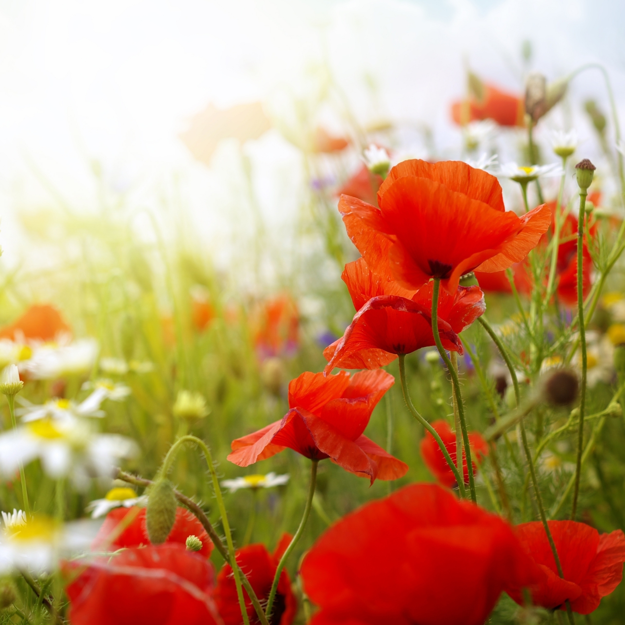 Descarga gratuita de fondo de pantalla para móvil de Flores, Flor, Amapola, Tierra/naturaleza.