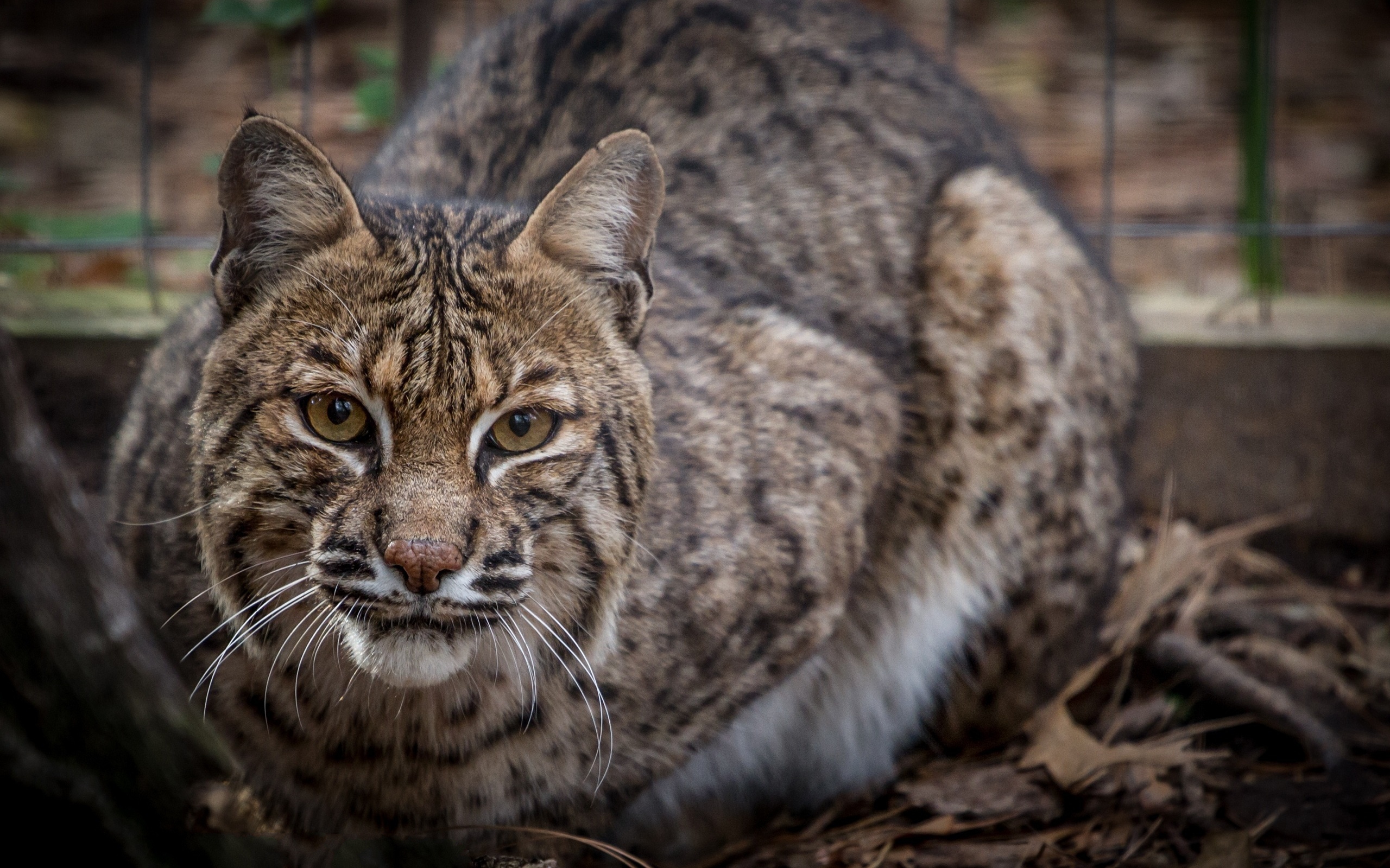 Baixar papel de parede para celular de Lince, Gatos, Animais gratuito.