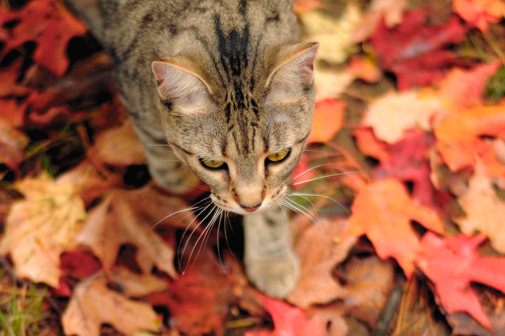 Descarga gratis la imagen Animales, Gatos, Gato en el escritorio de tu PC