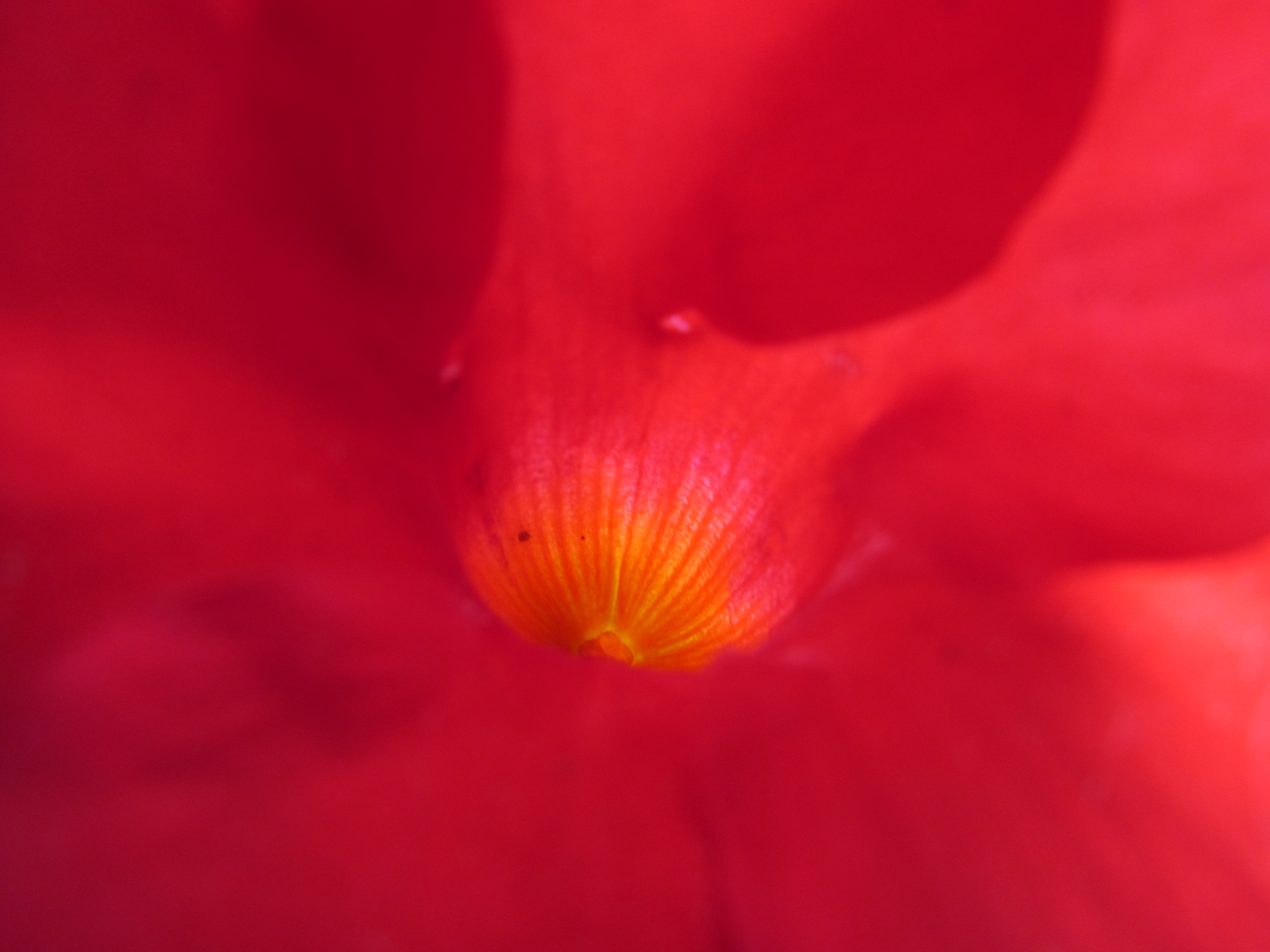 Téléchargez gratuitement l'image Fleurs, Fleur, Terre/nature sur le bureau de votre PC