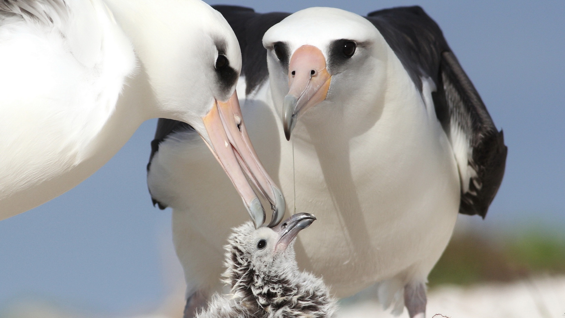 Descarga gratuita de fondo de pantalla para móvil de Gaviota, Aves, Animales.