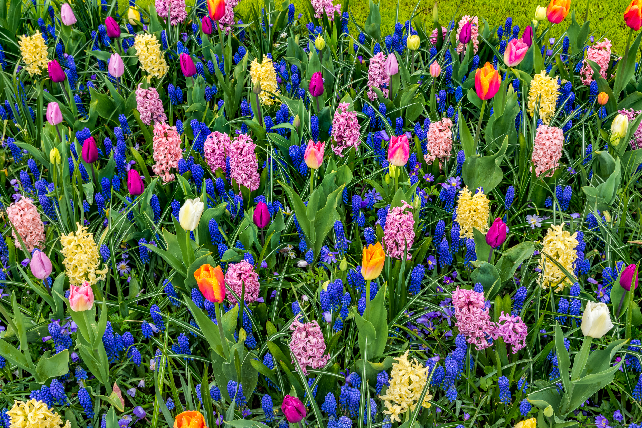 無料モバイル壁紙フラワーズ, チューリップ, ヒヤシンス, 花, 地球, カラフル, 黄色い花, 青い花, 分野, ピンクの花, 紫色の花をダウンロードします。