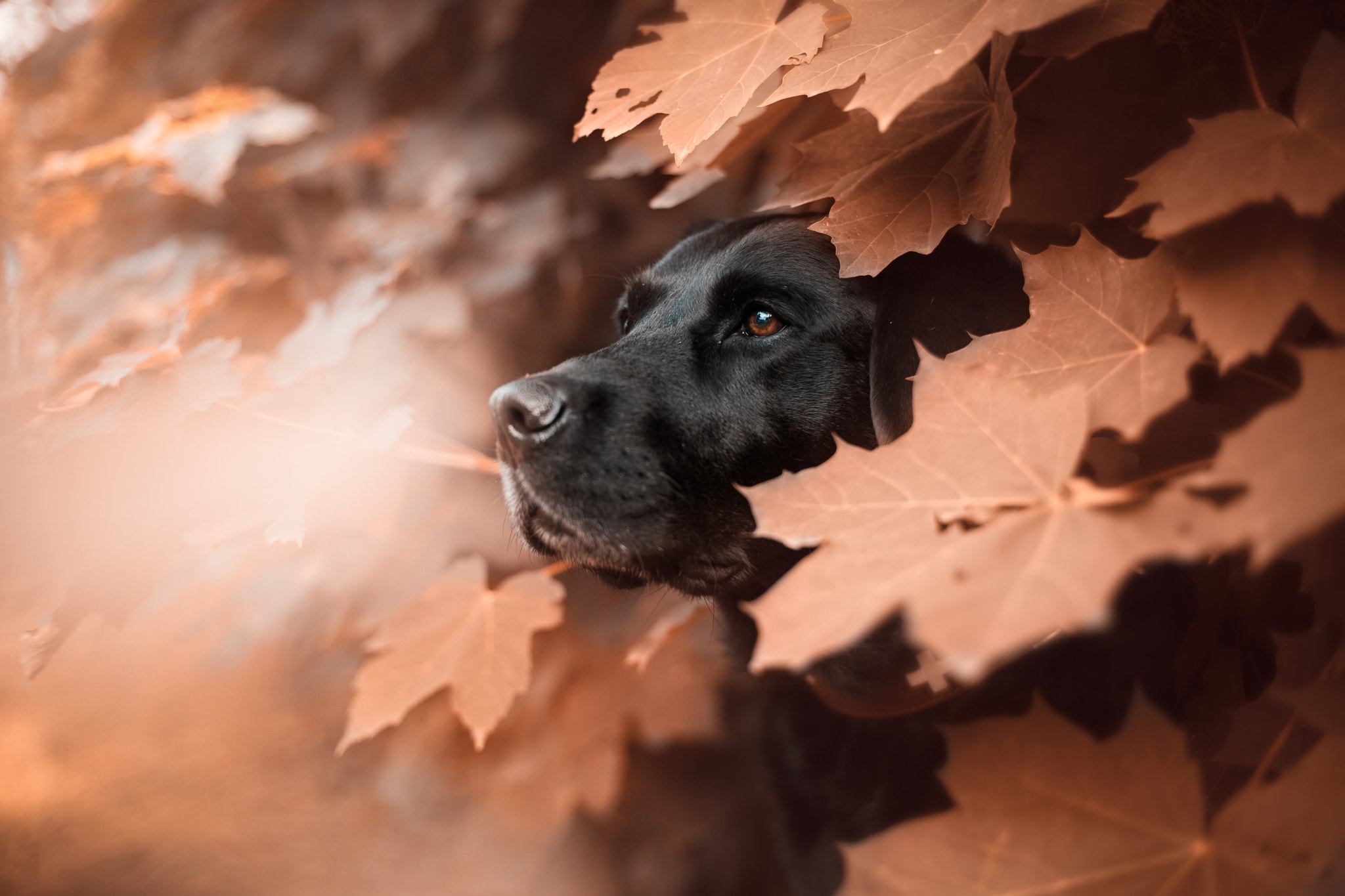 Free download wallpaper Dogs, Dog, Leaf, Animal, Labrador on your PC desktop