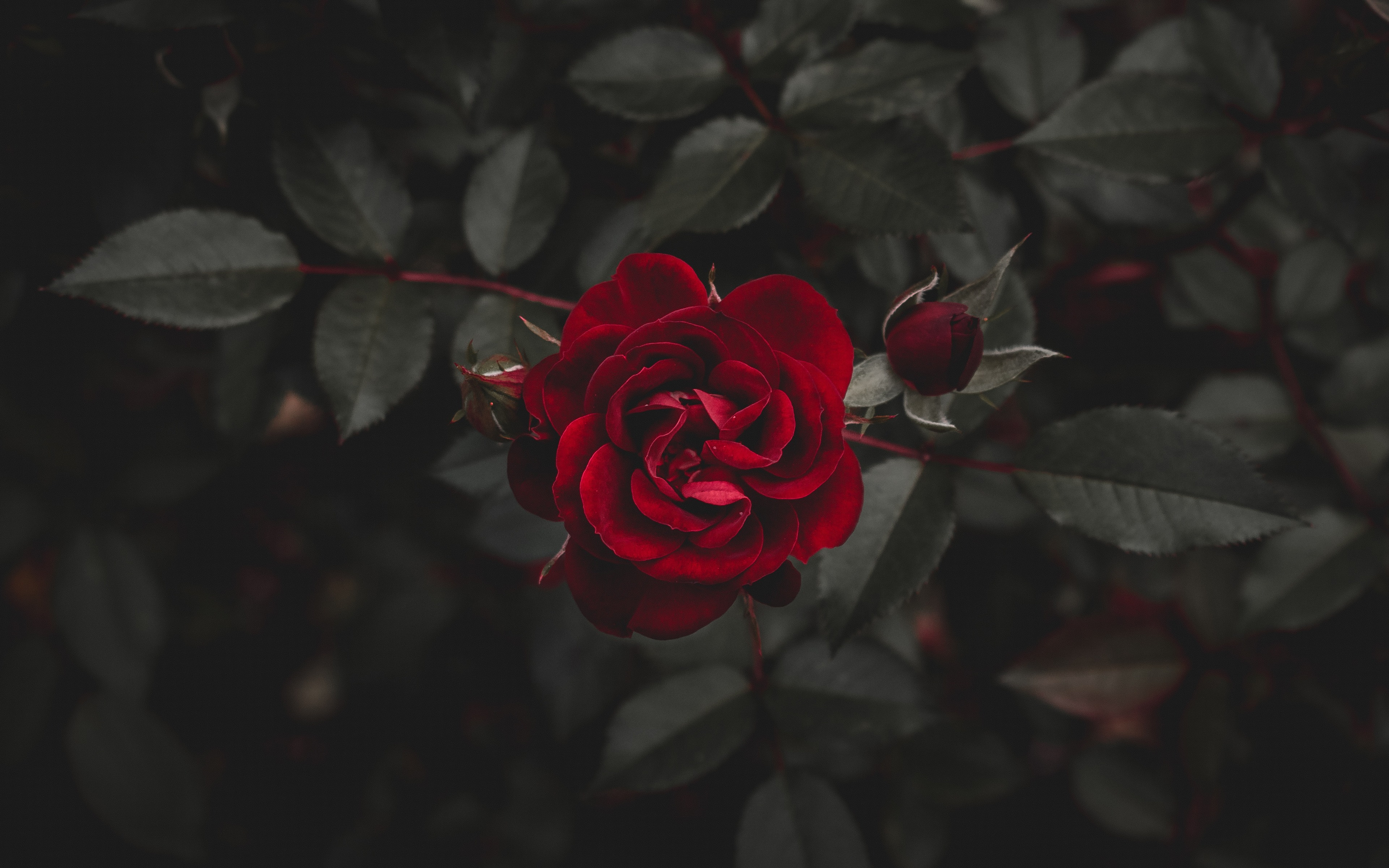 bud, red rose, red flower, earth, rose, flower, flowers
