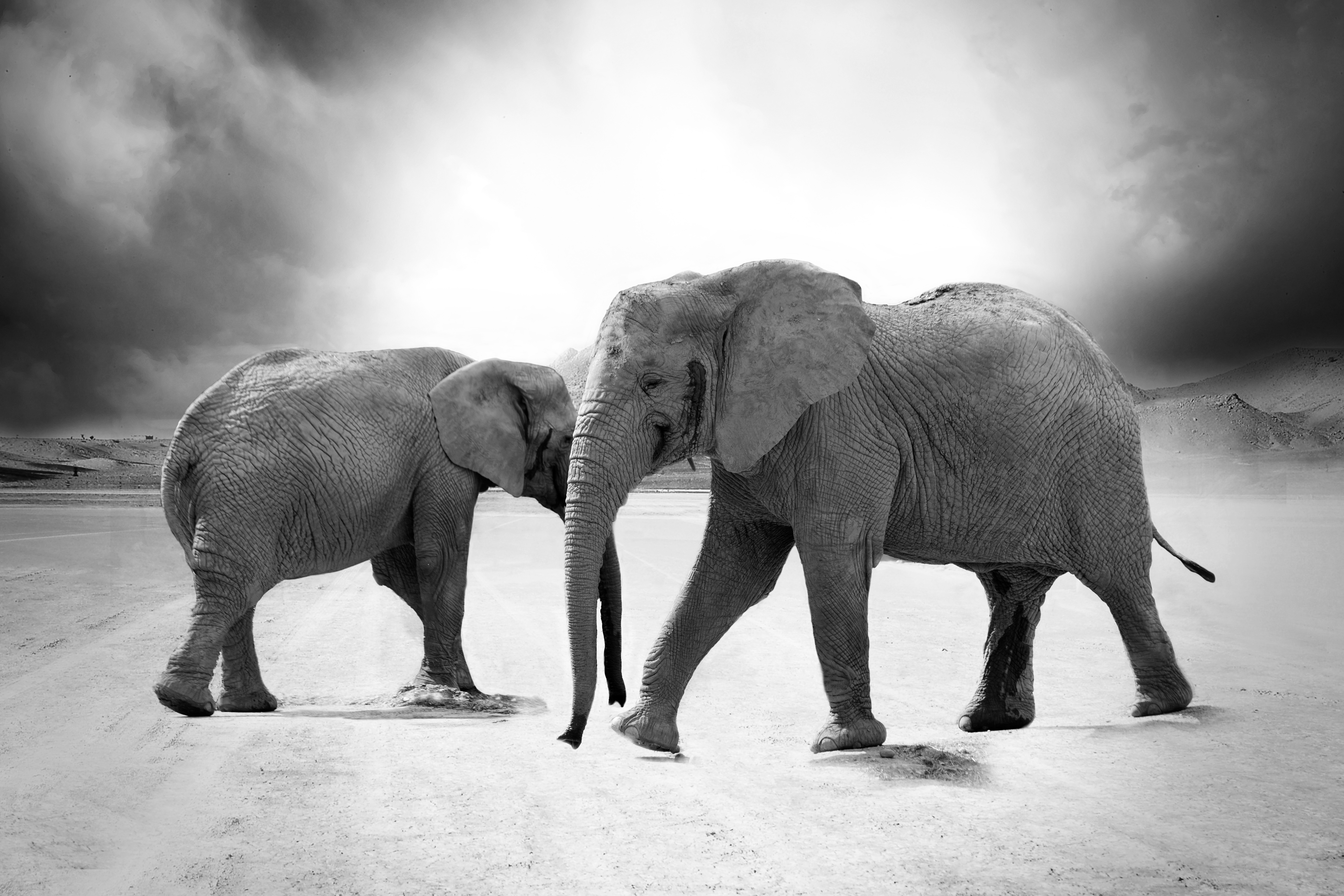 Скачать обои бесплатно Животные, Слоны, Чёрно Белое, Африканский Слон картинка на рабочий стол ПК