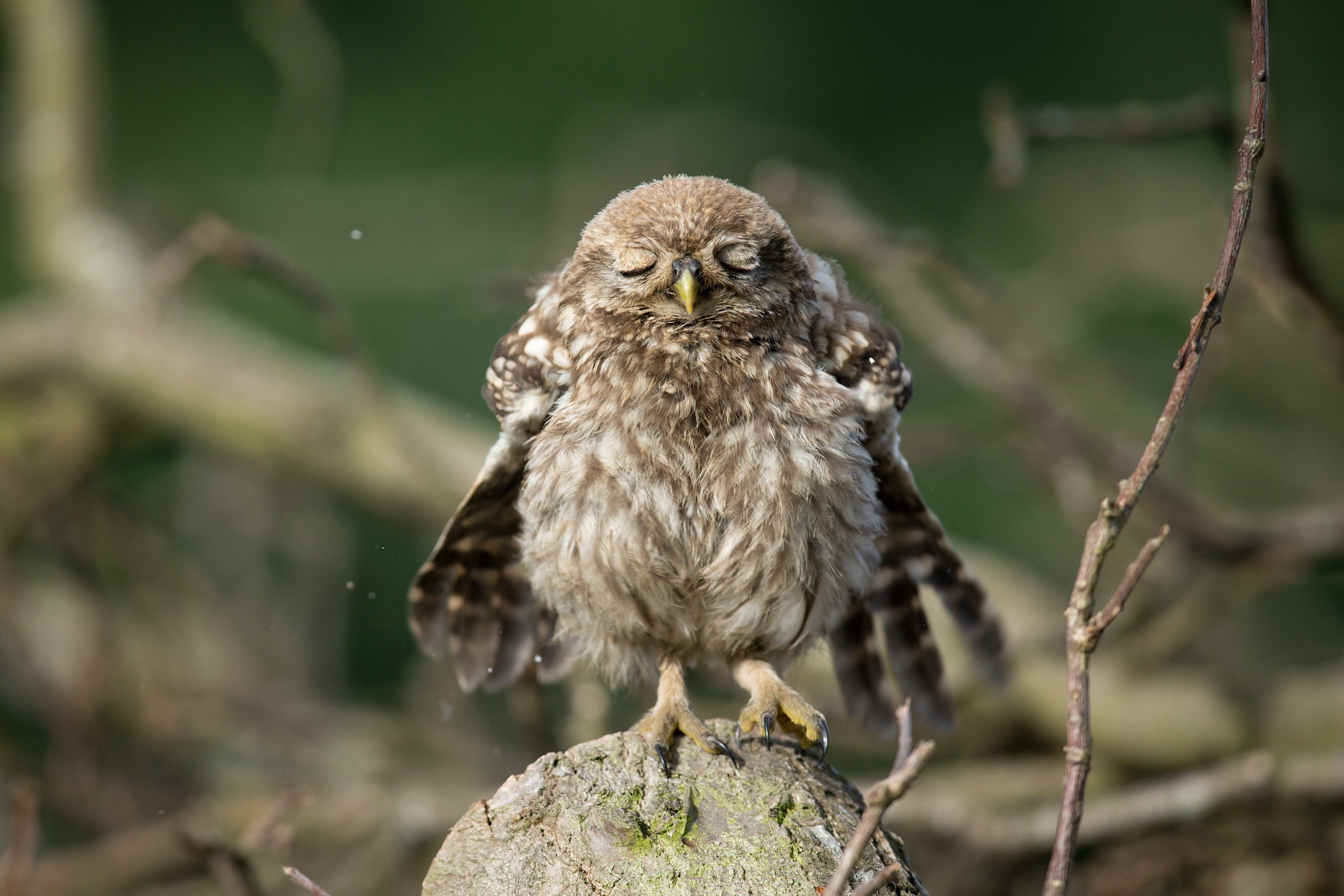 Free download wallpaper Birds, Owl, Animal, Cute, Owlet on your PC desktop