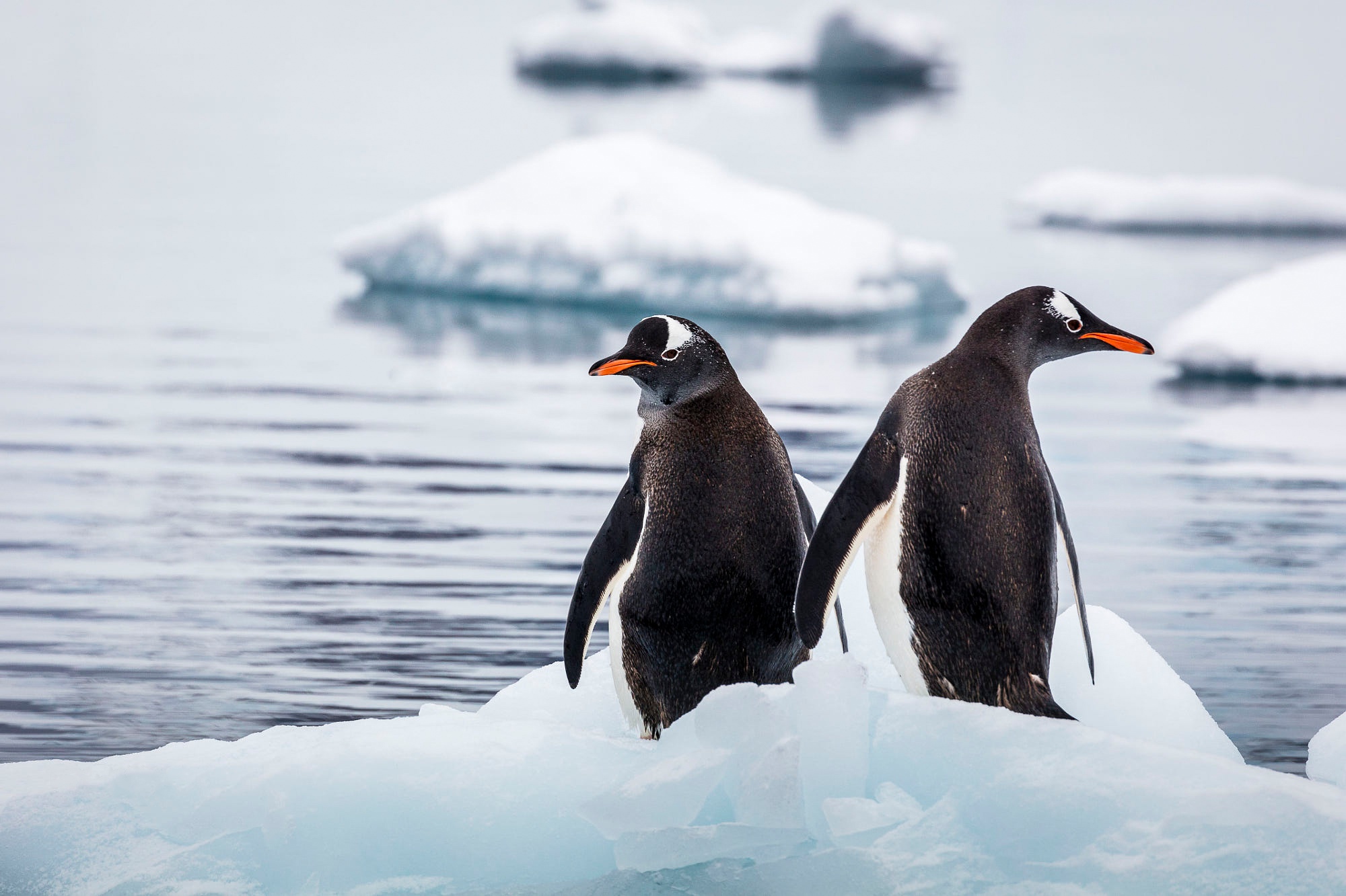 Laden Sie das Pinguin, Vögel, Tiere-Bild kostenlos auf Ihren PC-Desktop herunter