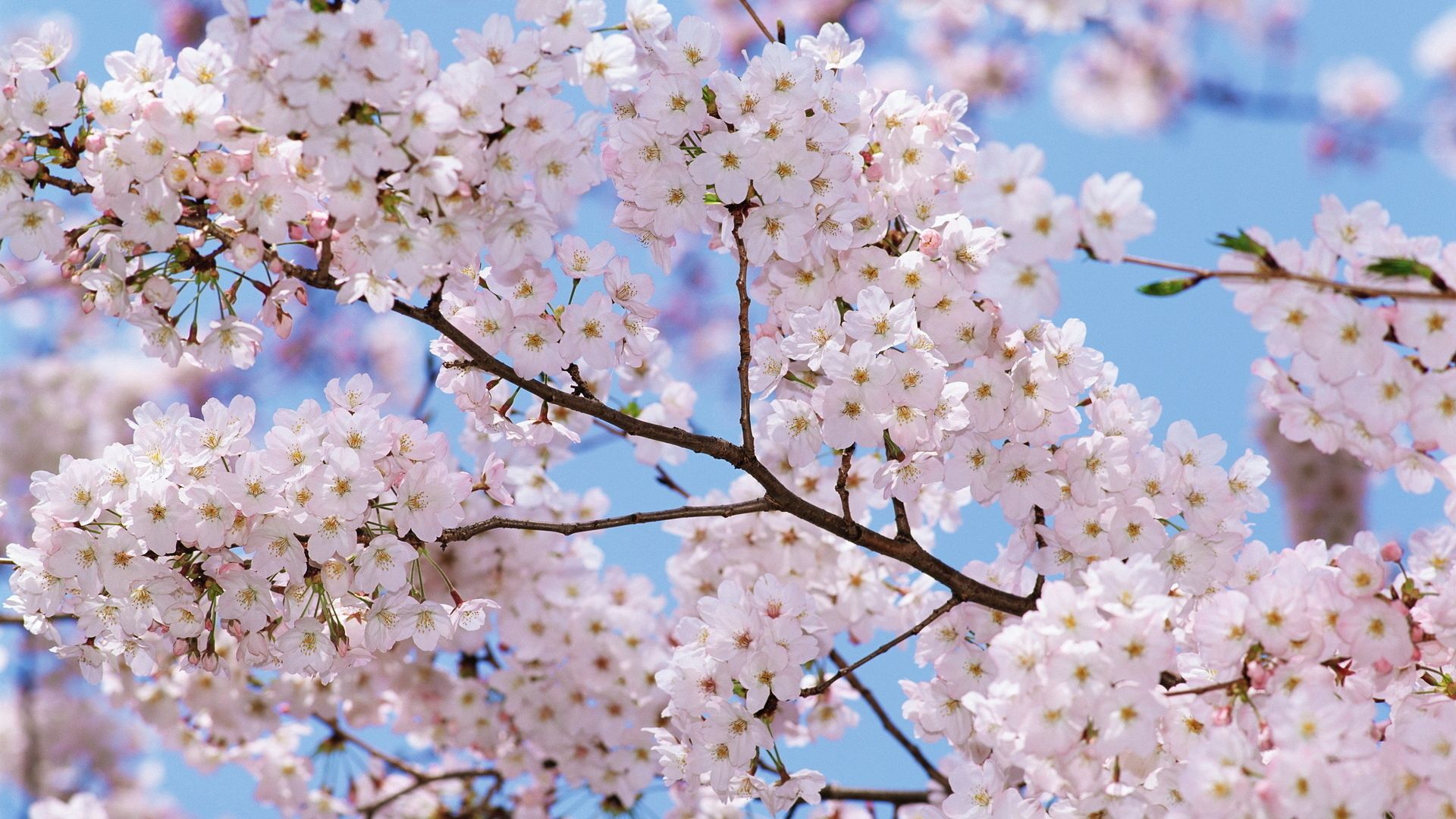 mood, spring, flowers, sky, bloom, flowering, branch