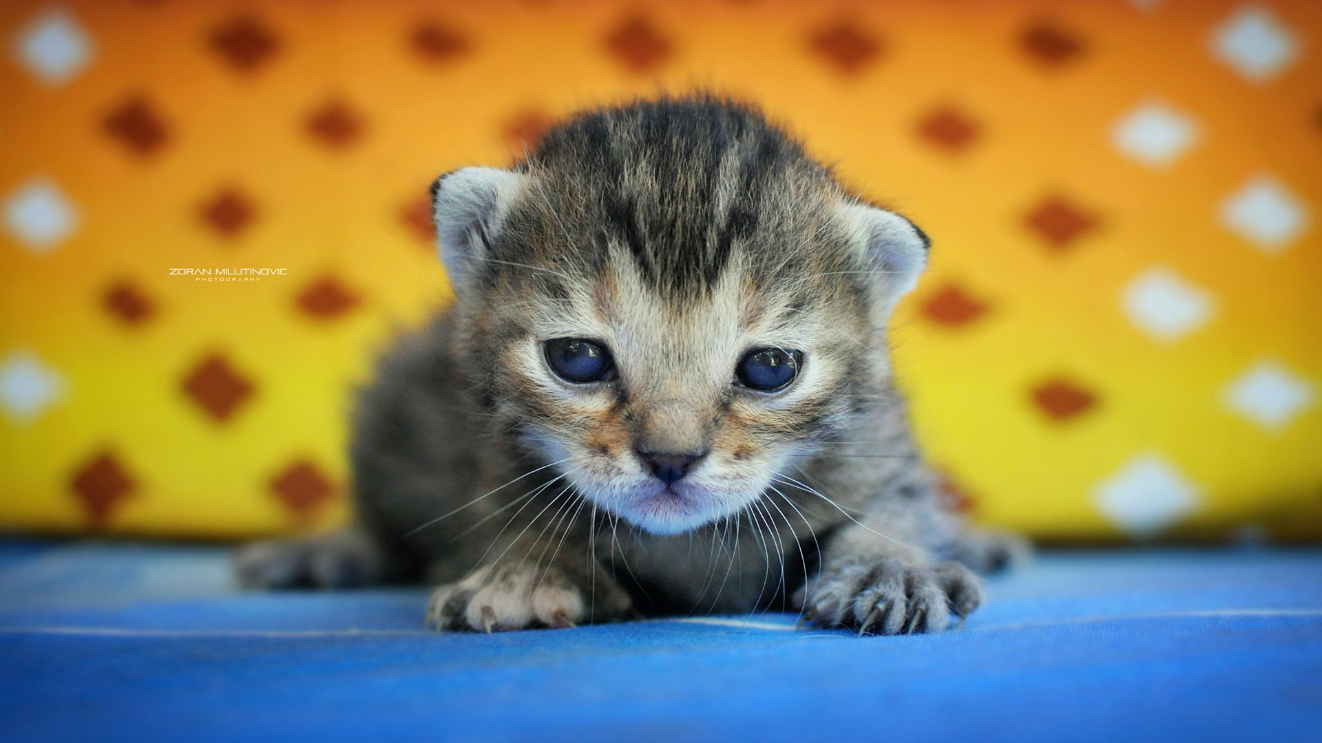 Baixe gratuitamente a imagem Gato, Gatos, Animais na área de trabalho do seu PC