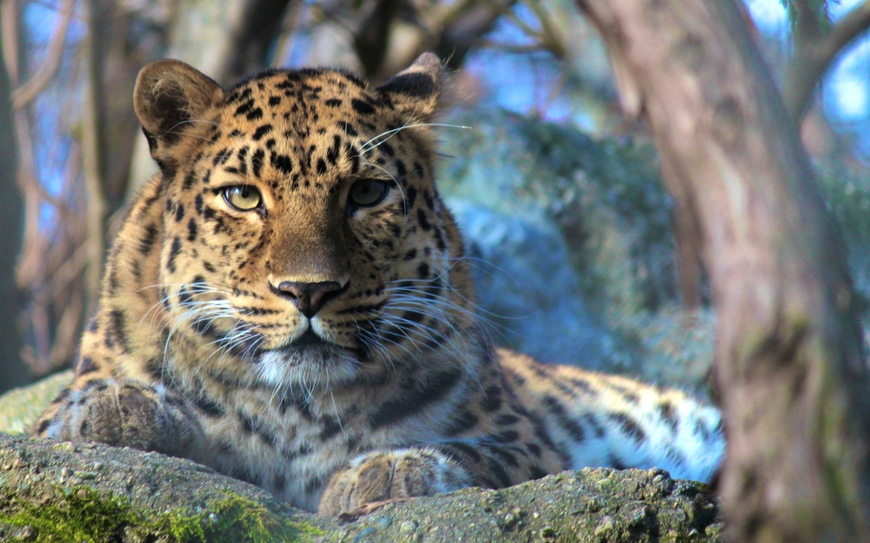 Descarga gratis la imagen Animales, Gatos, Leopardo en el escritorio de tu PC