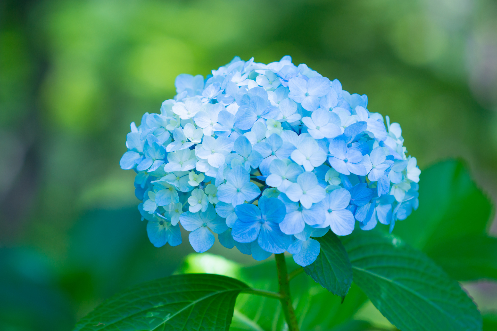 Free download wallpaper Nature, Flowers, Flower, Earth, Hydrangea, Blue Flower on your PC desktop