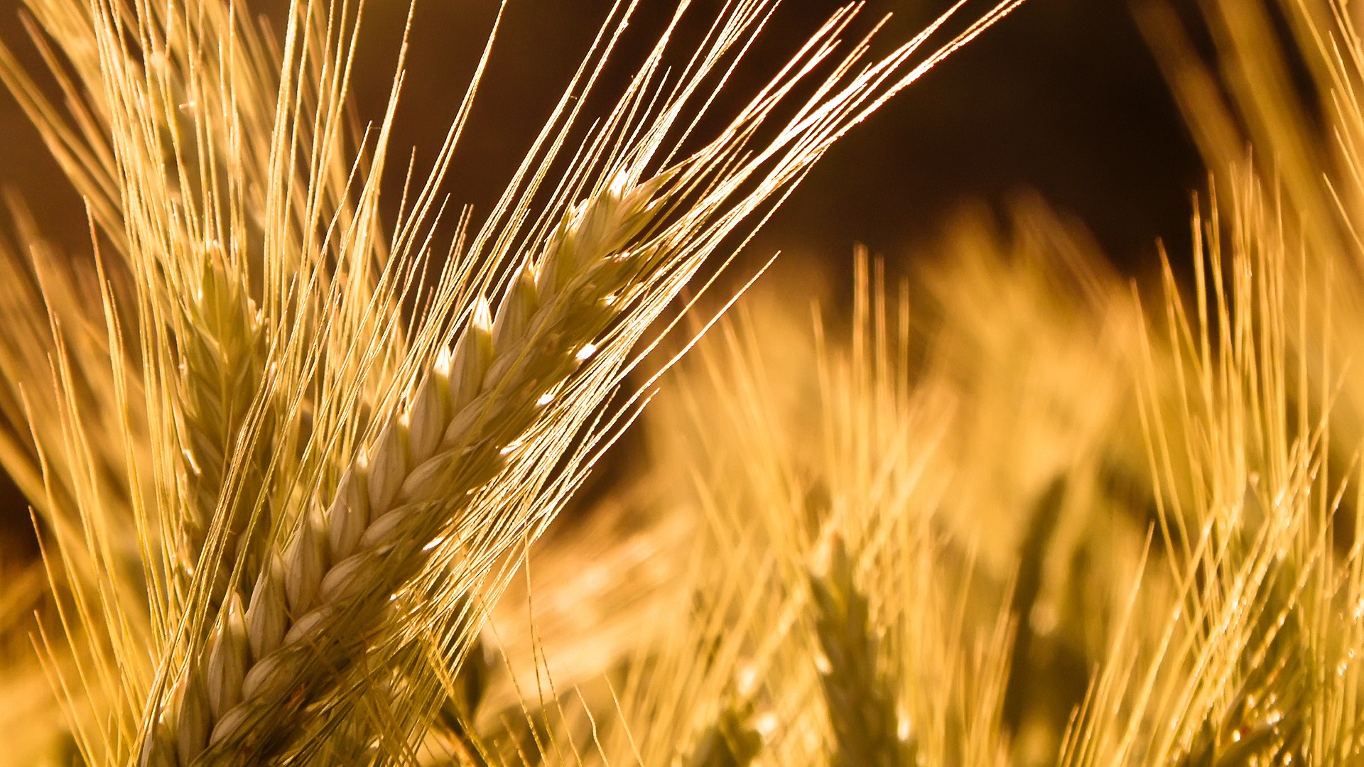 Free download wallpaper Wheat, Earth on your PC desktop