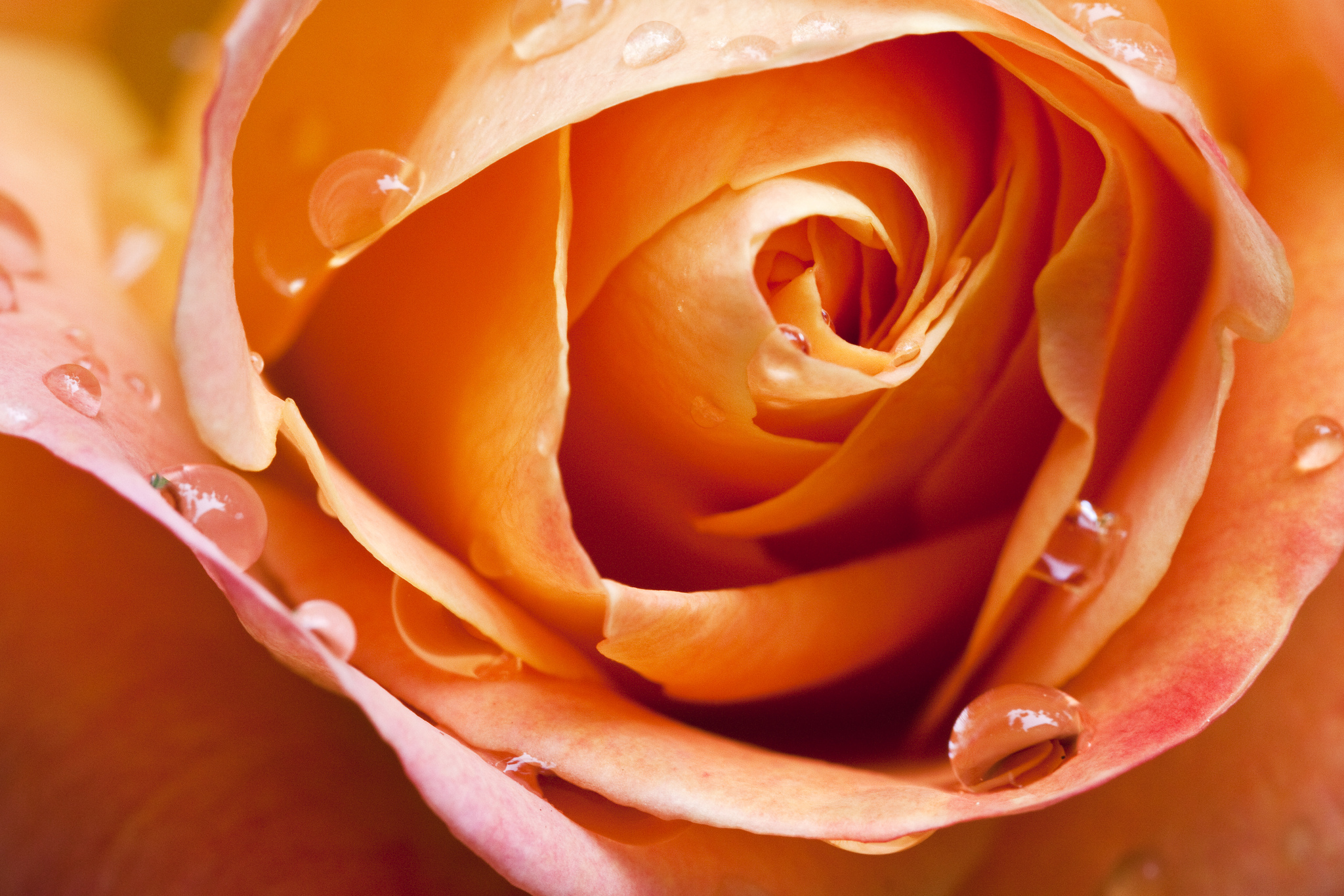 Téléchargez gratuitement l'image Fleurs, Rose, Macro, Bourgeon, Pétale, Terre/nature, Goutte D'eau, Rose Orangée sur le bureau de votre PC
